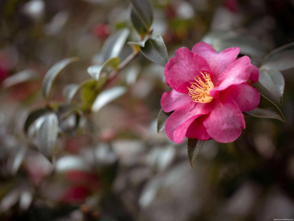 f:id:toshiboo777:20180307234315j:plain
