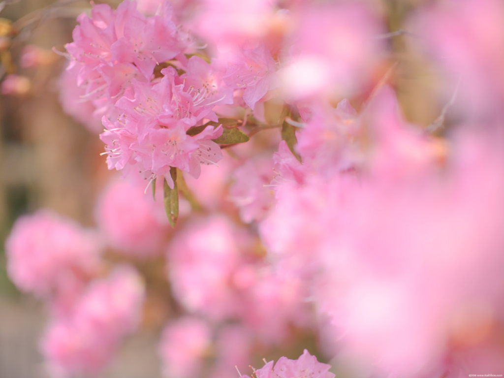 f:id:toshiboo777:20180331231837j:plain