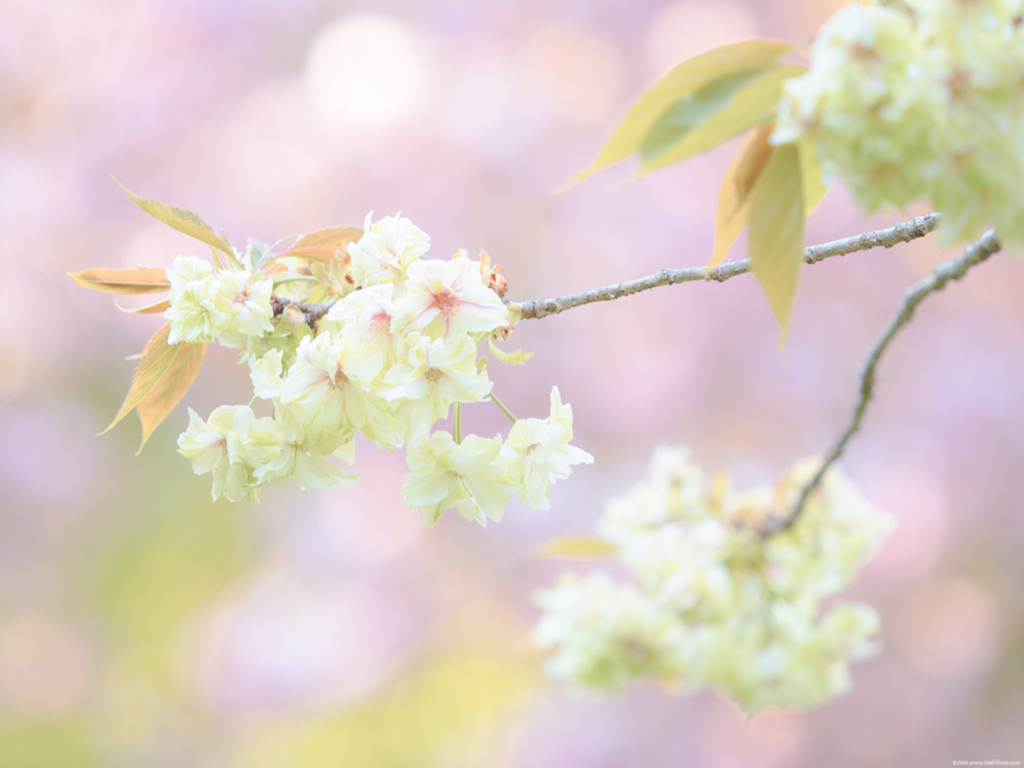 f:id:toshiboo777:20180331235901j:plain