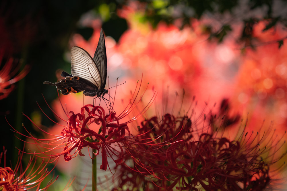 f:id:toshiboo777:20180923130033j:plain f:id:toshiboo777:20180923130033j:plain