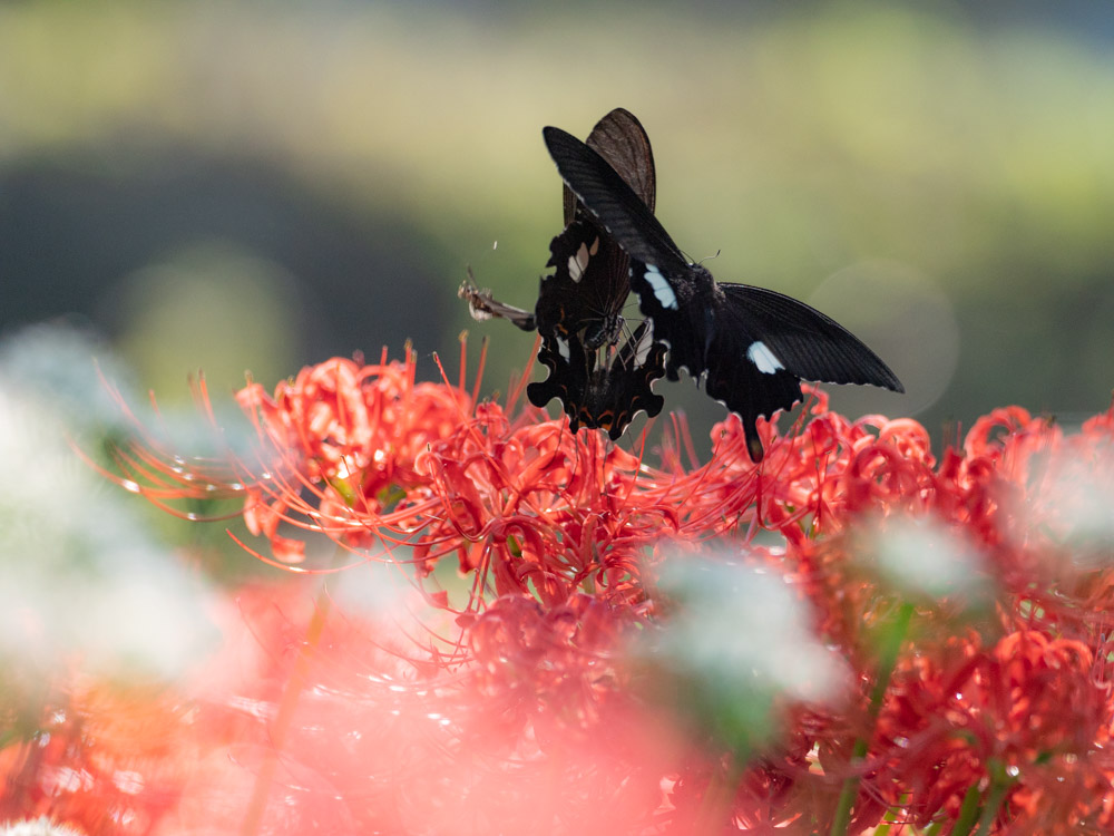 f:id:toshiboo777:20180923131942j:plain f:id:toshiboo777:20180923131942j:plain