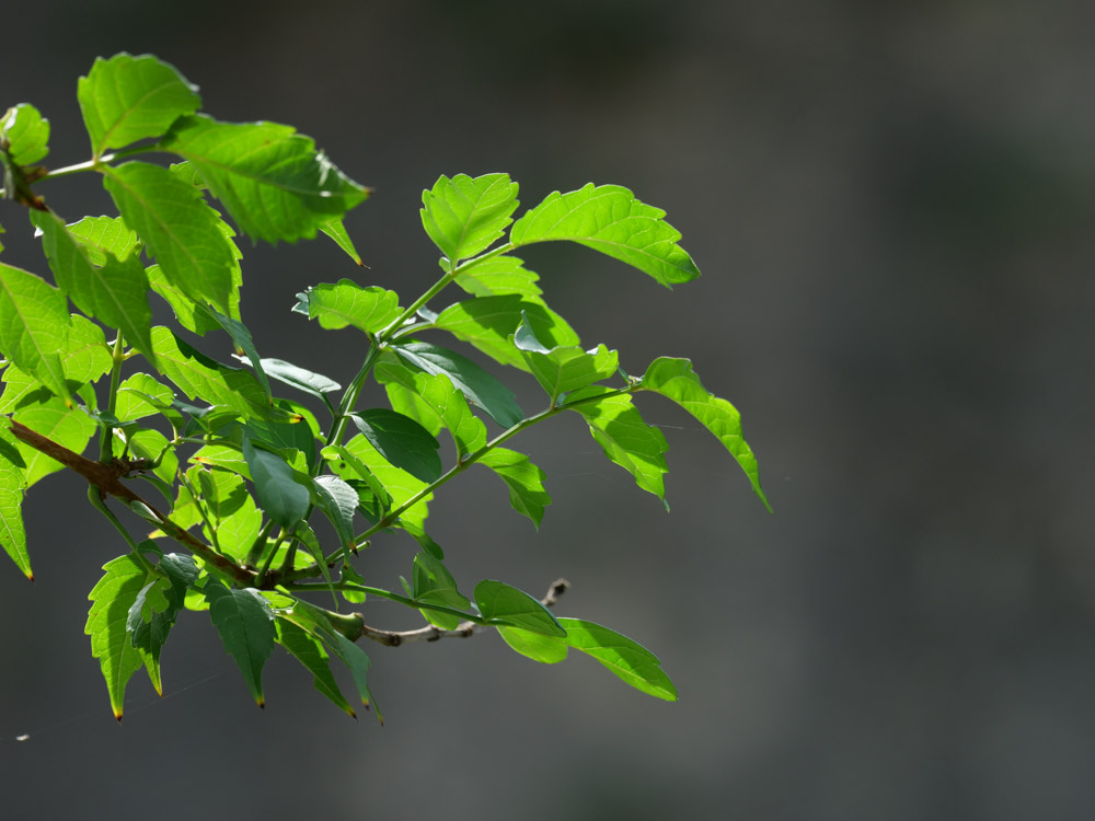 f:id:toshiboo777:20180923163905j:plain f:id:toshiboo777:20180923163905j:plain