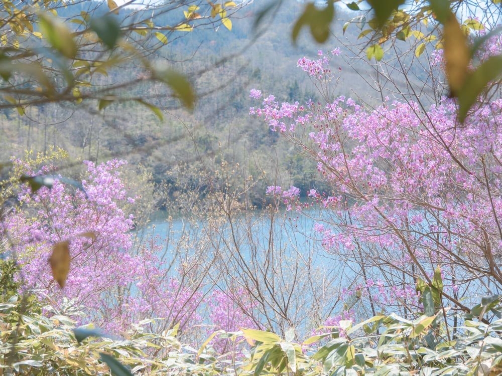 ダム湖とツツジの写真