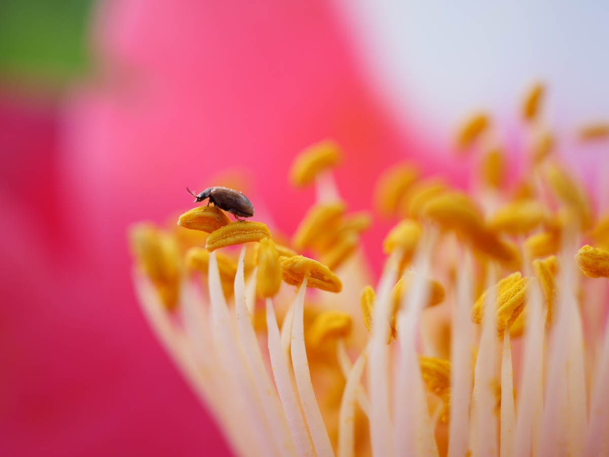 雄しべにいる虫