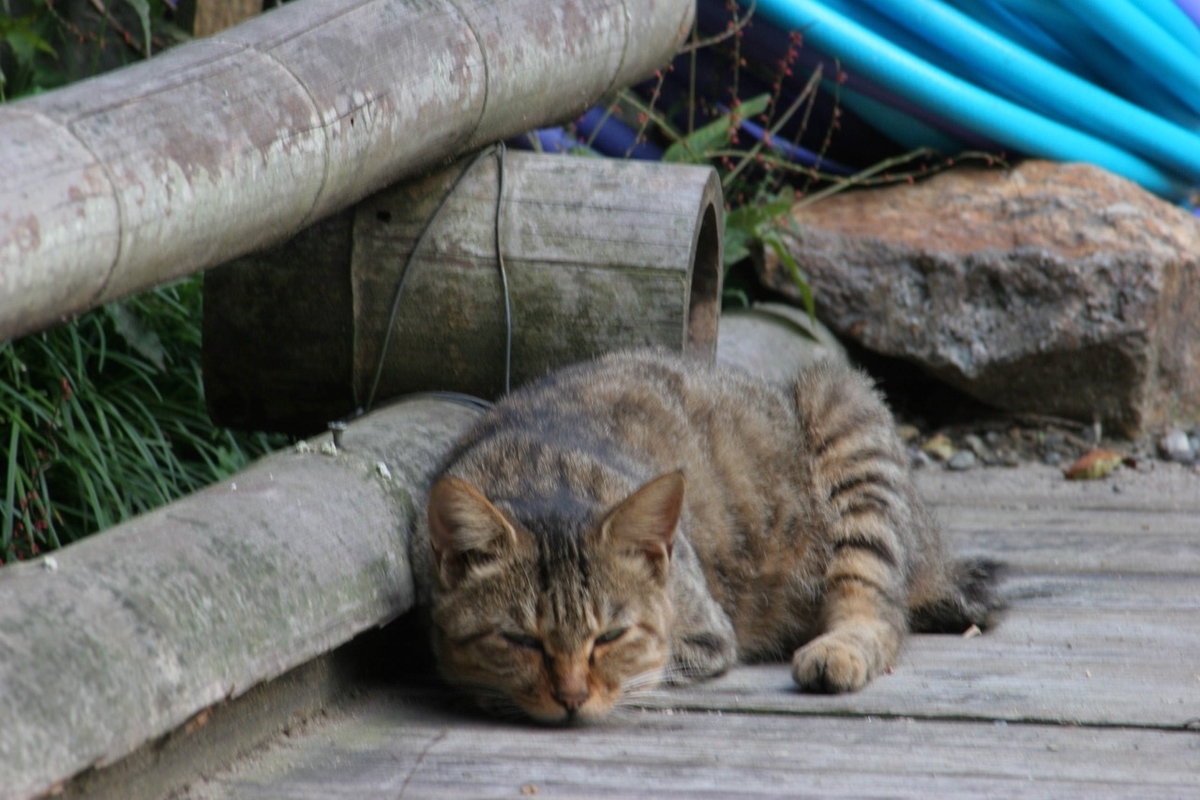ピントが外れた猫
