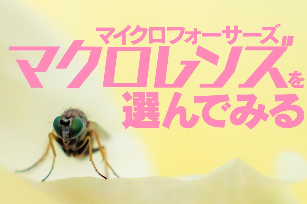 キャッチ画像