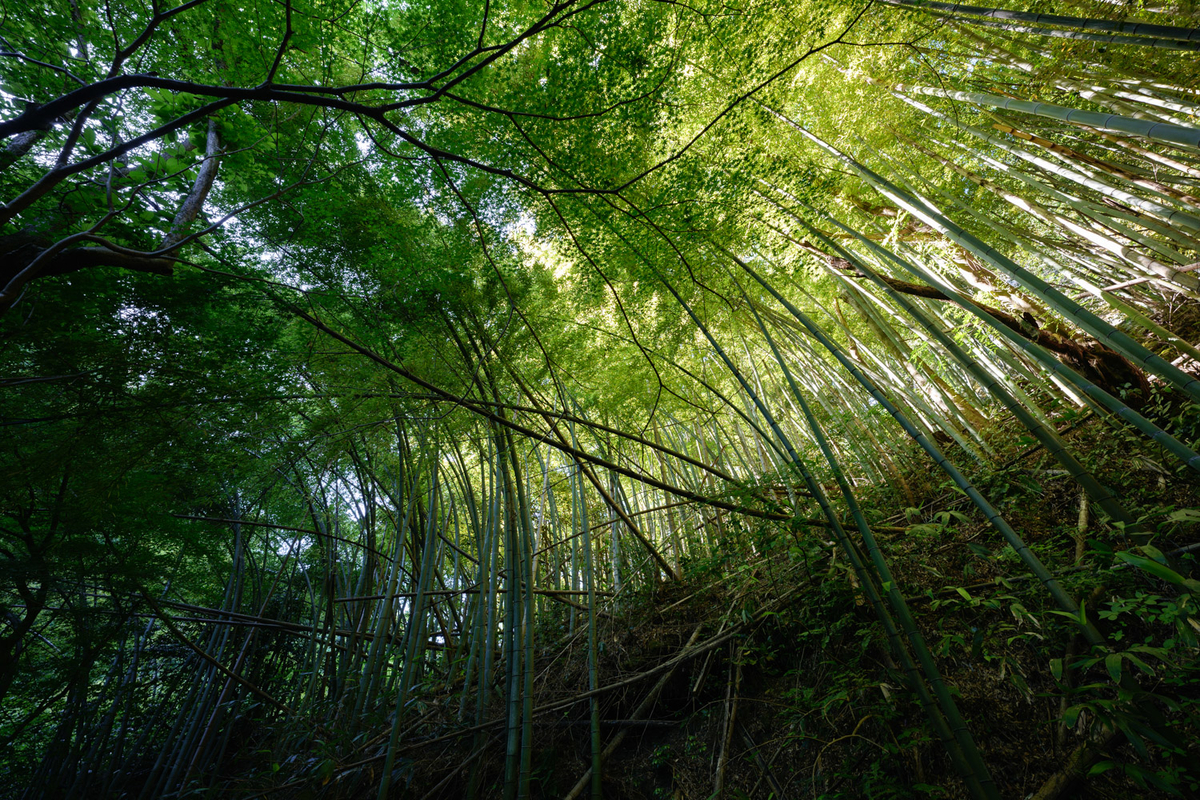 作例：竹林