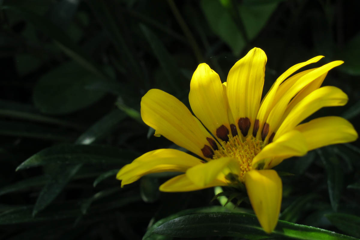 作例（花）