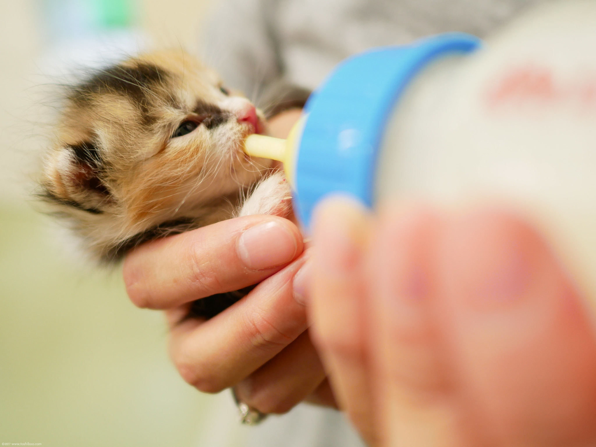 授乳中の子猫
