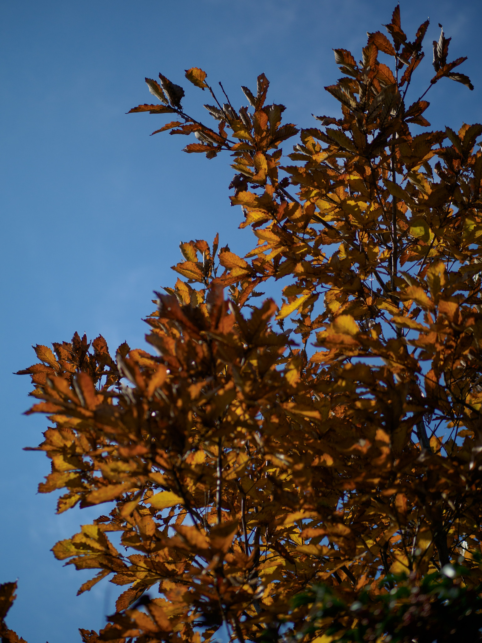 紅葉