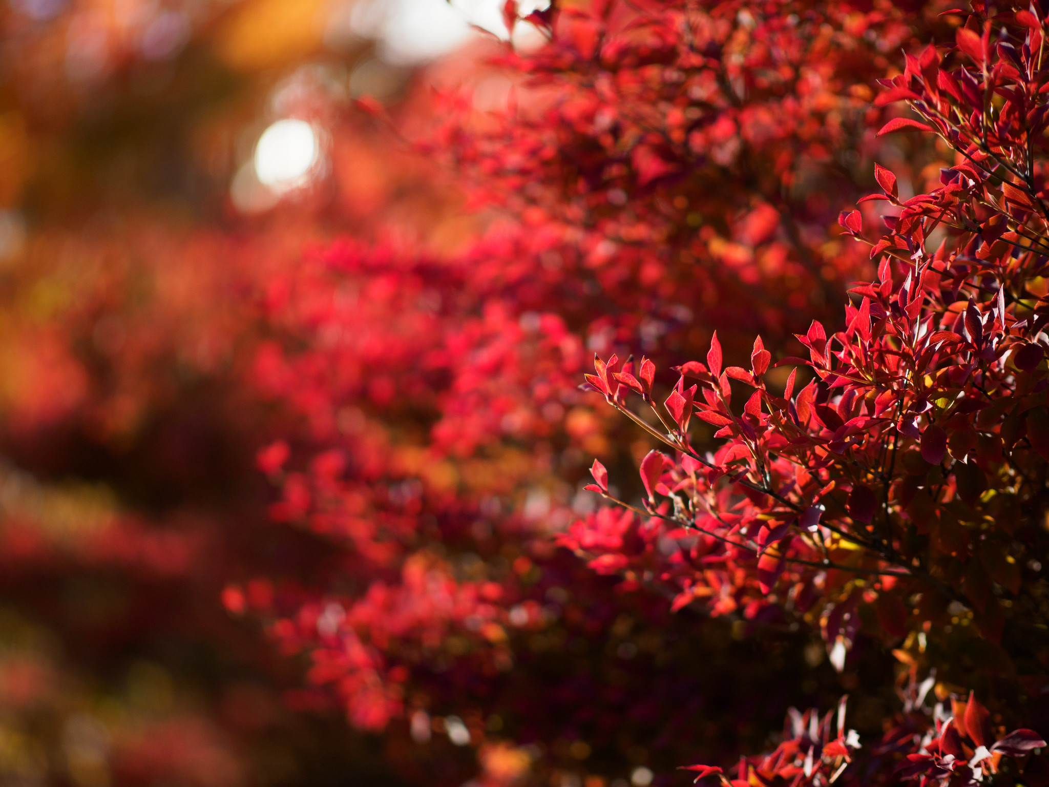 紅葉
