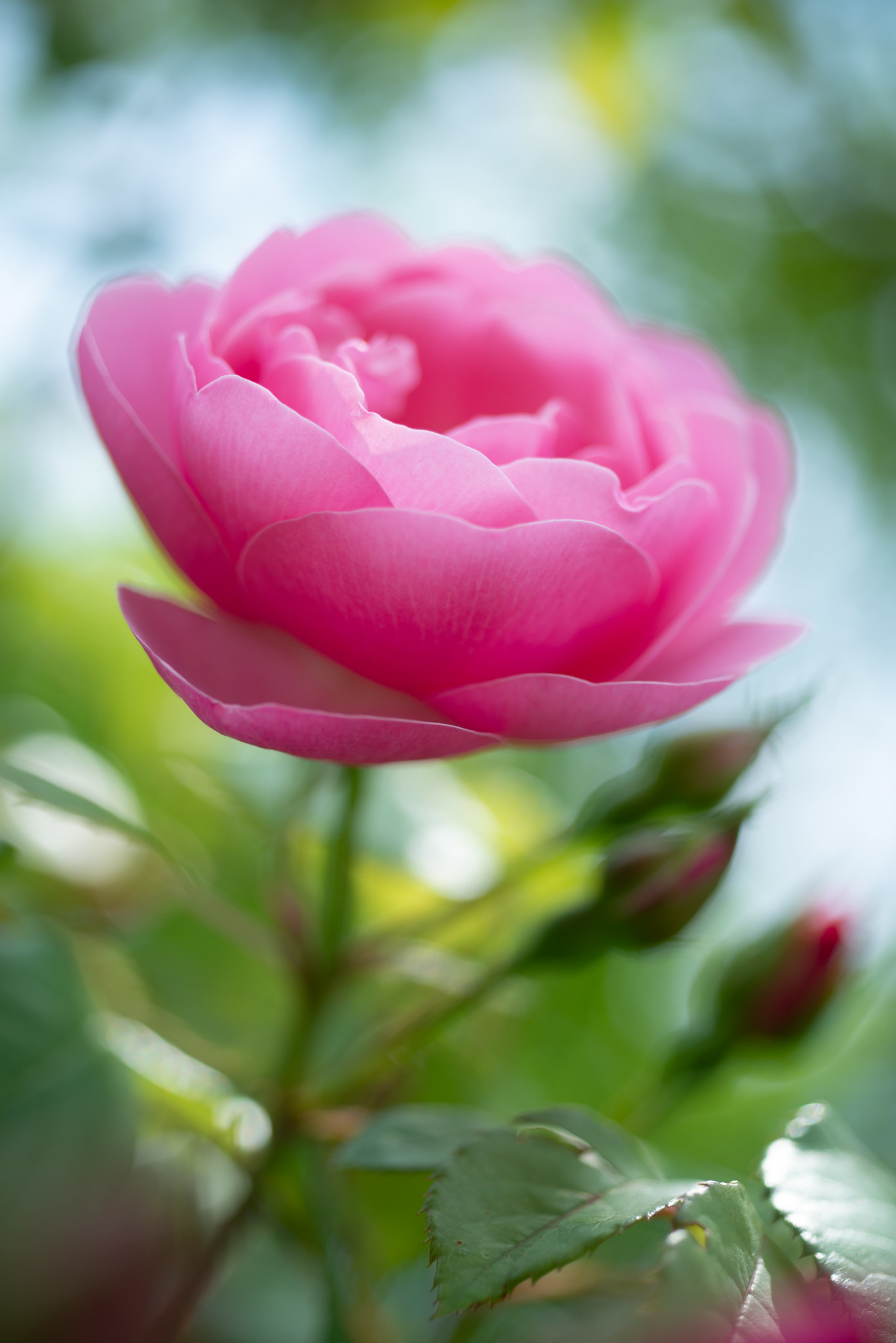 ピンクの薔薇