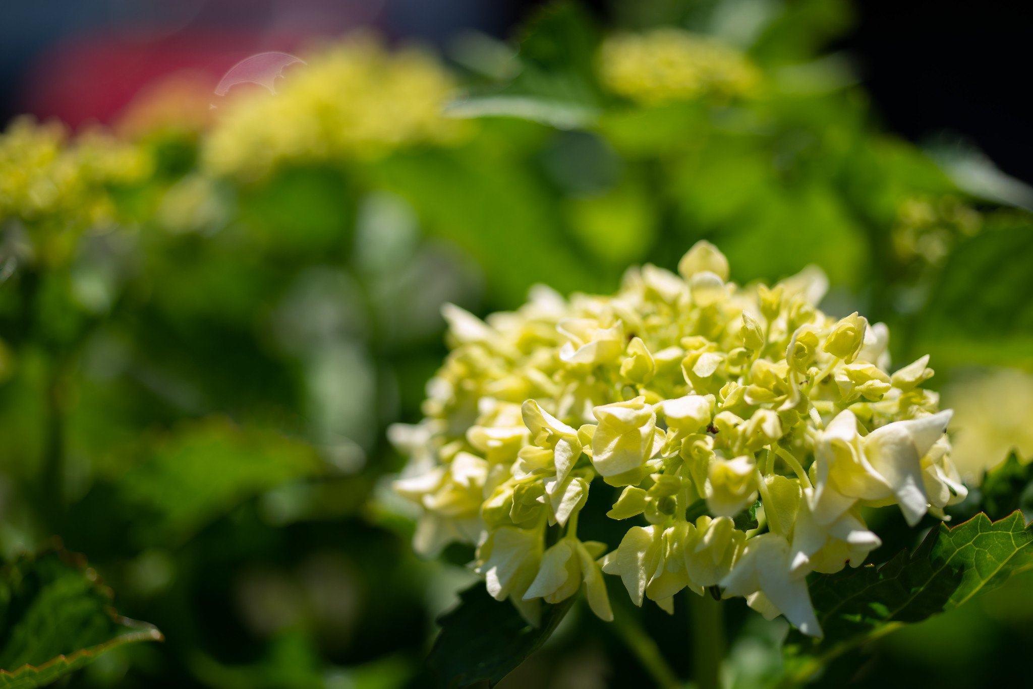 紫陽花
