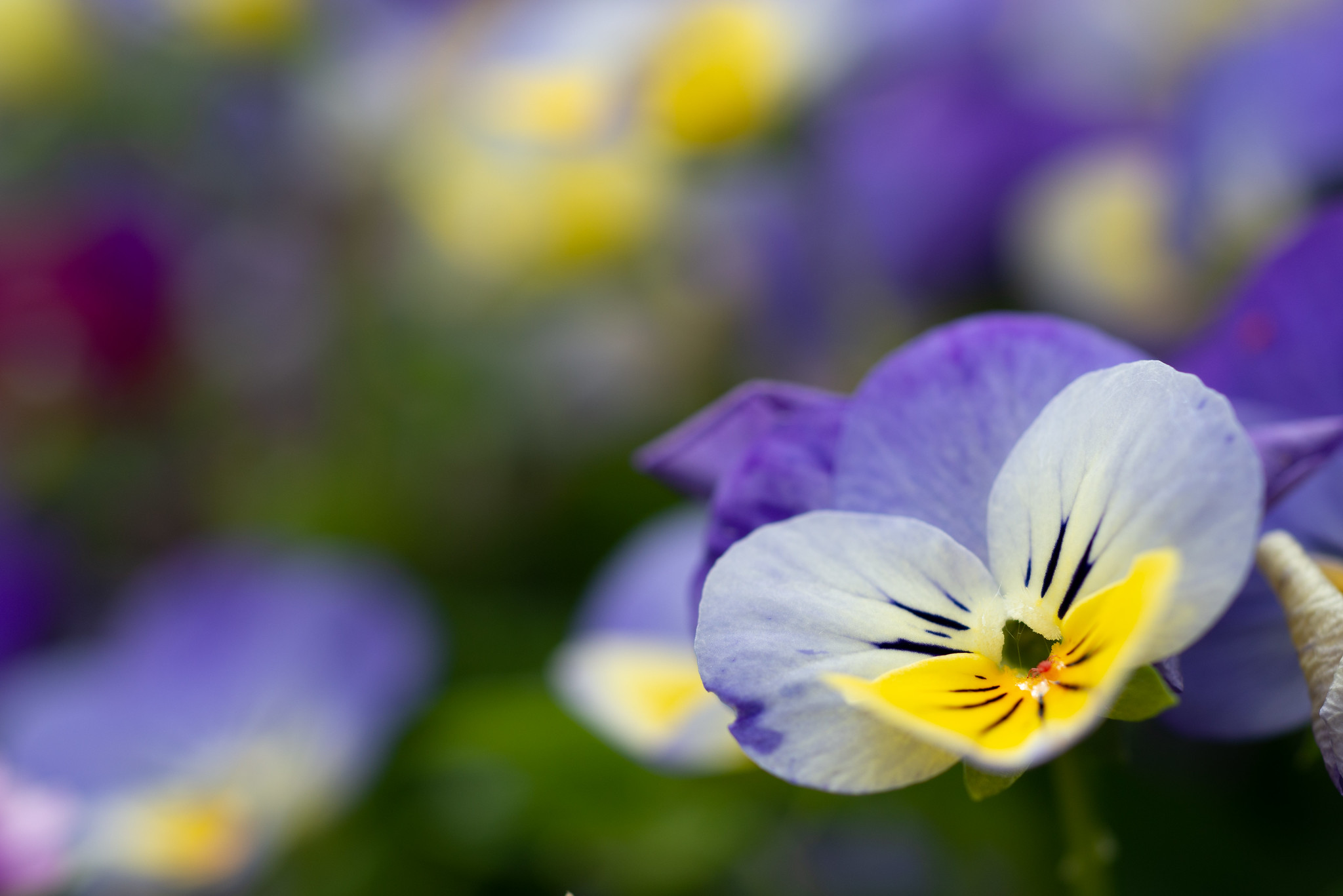 花と赤い虫