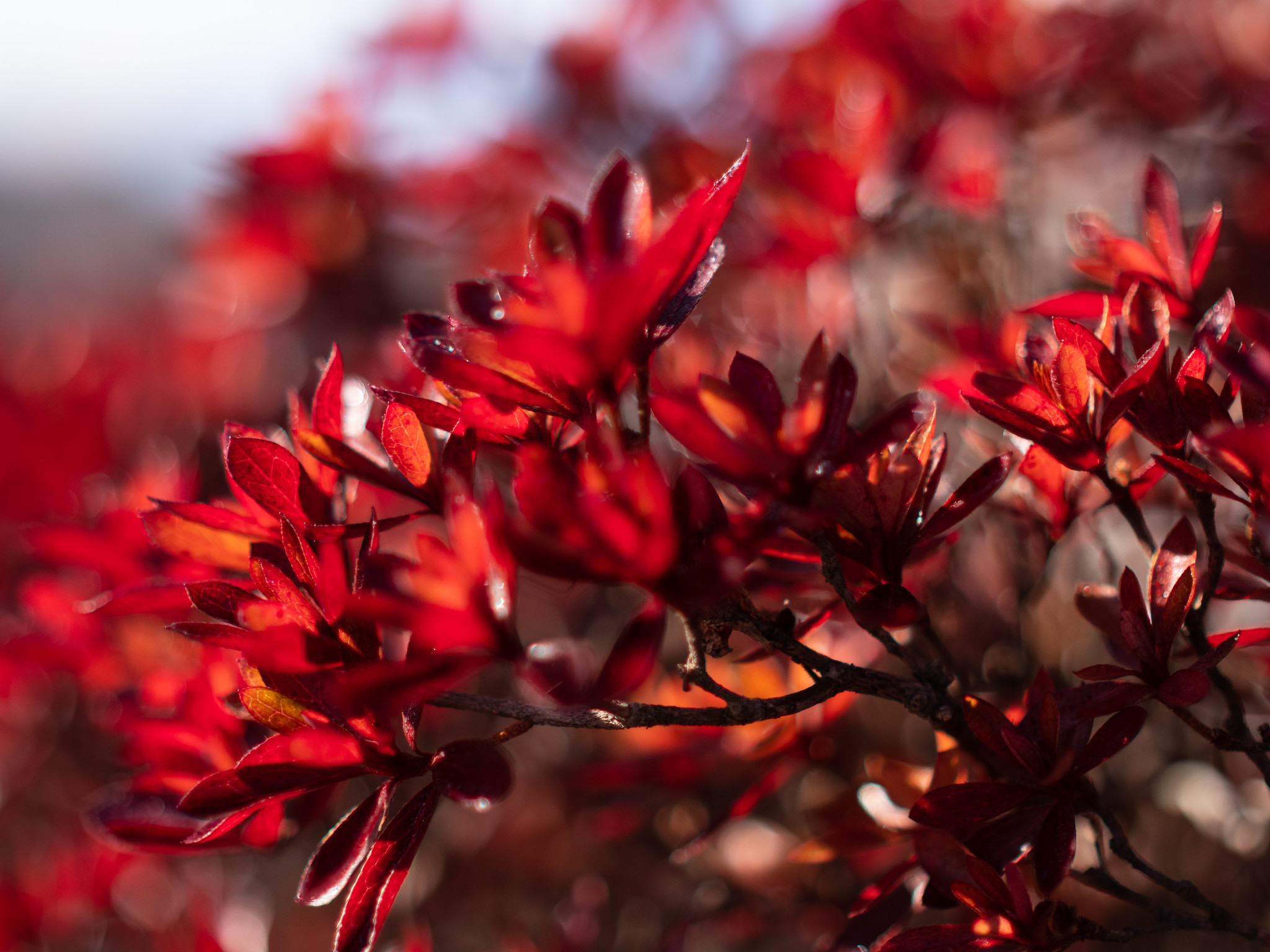 紅葉