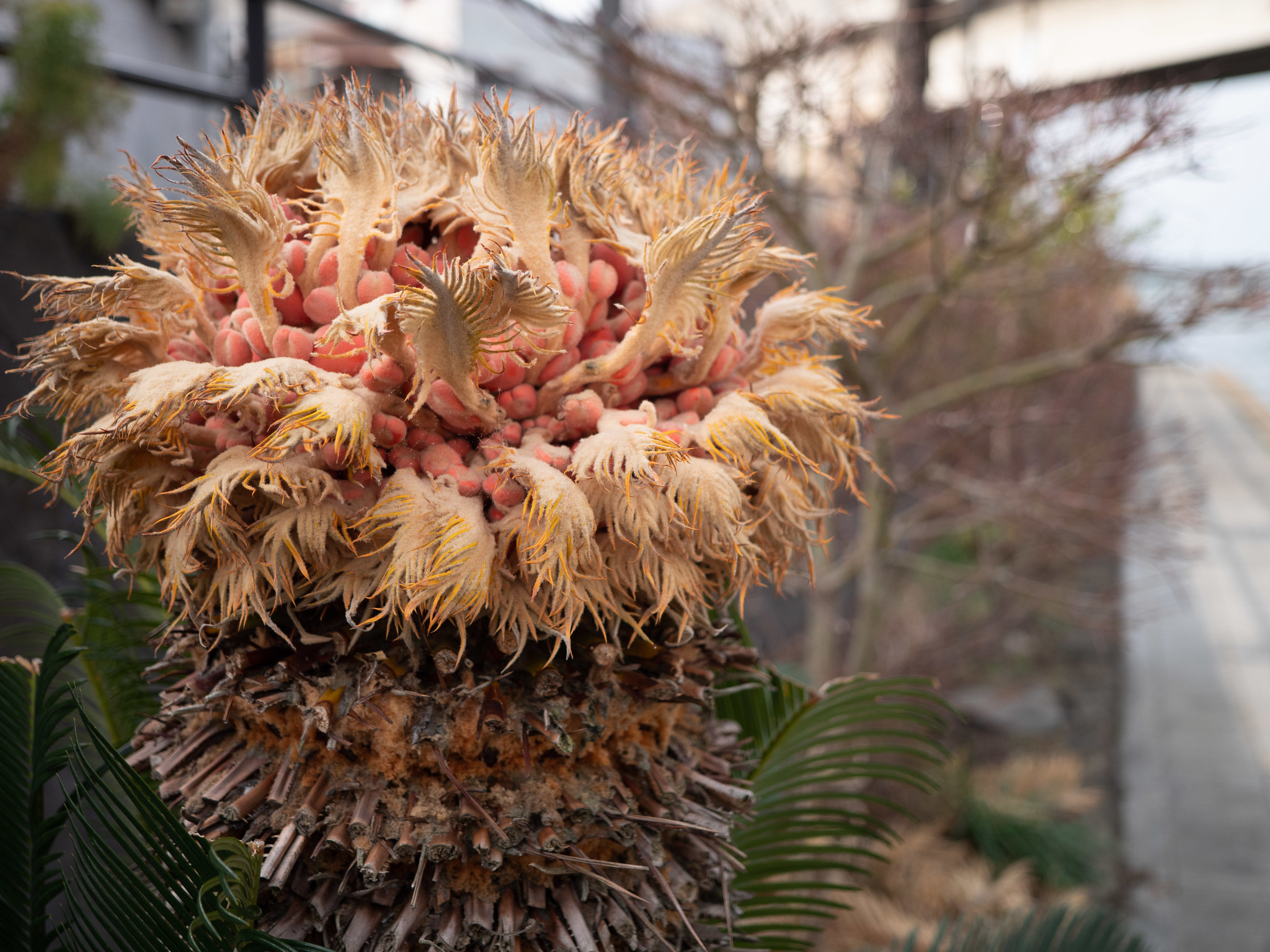 LEICA DG VARIO-SUMMILUX 10-25mm / F1.7 ASPH.