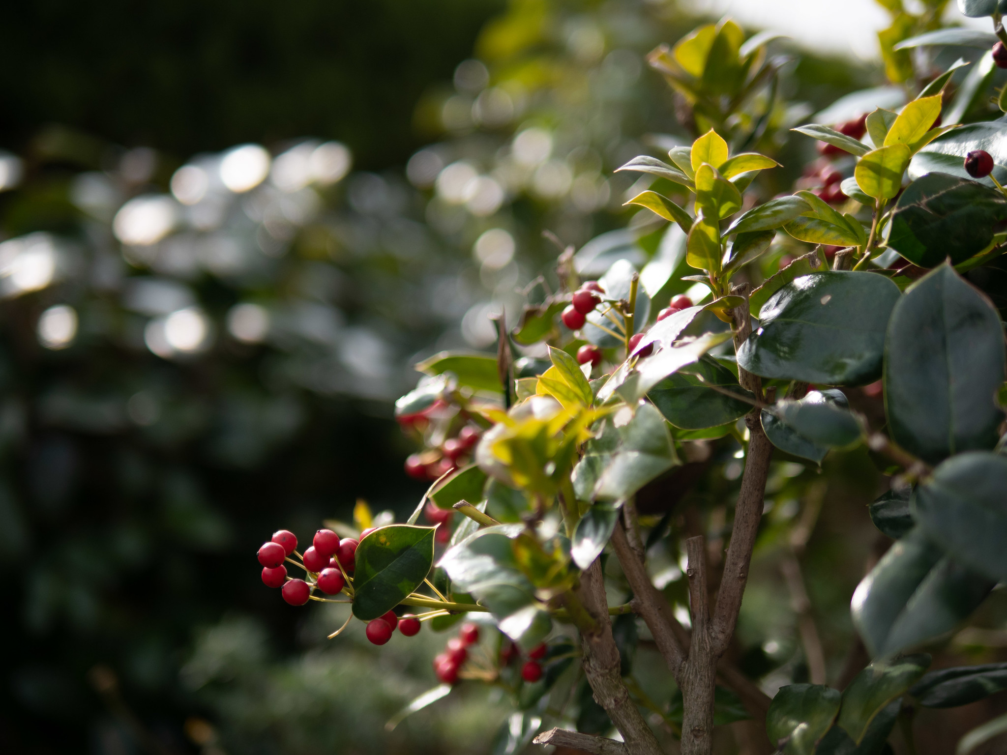 LEICA DG SUMMILUX 25mm/F1.4 ASPH.