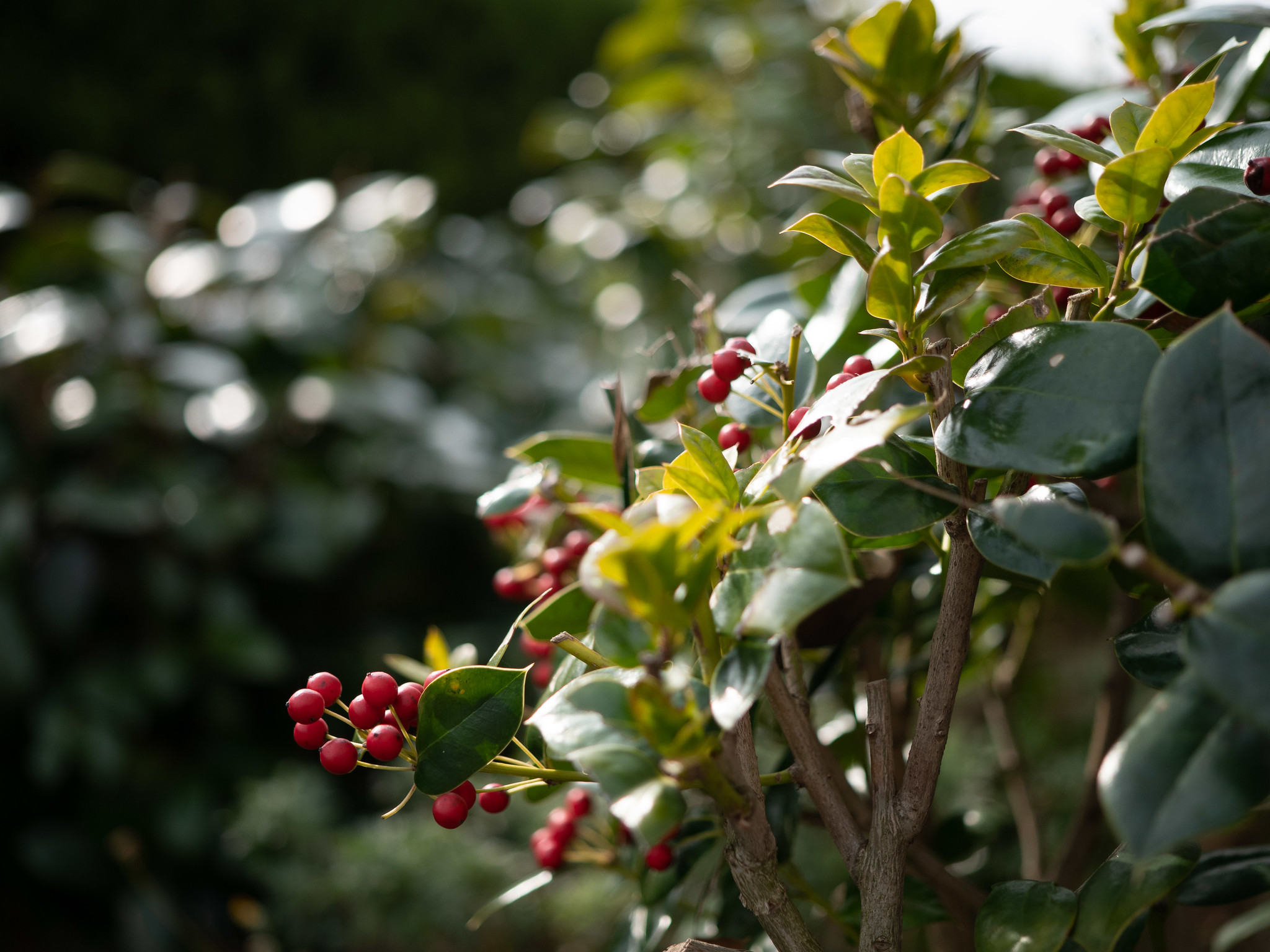 LEICA DG VARIO-SUMMILUX 10-25mm / F1.7 ASPH.