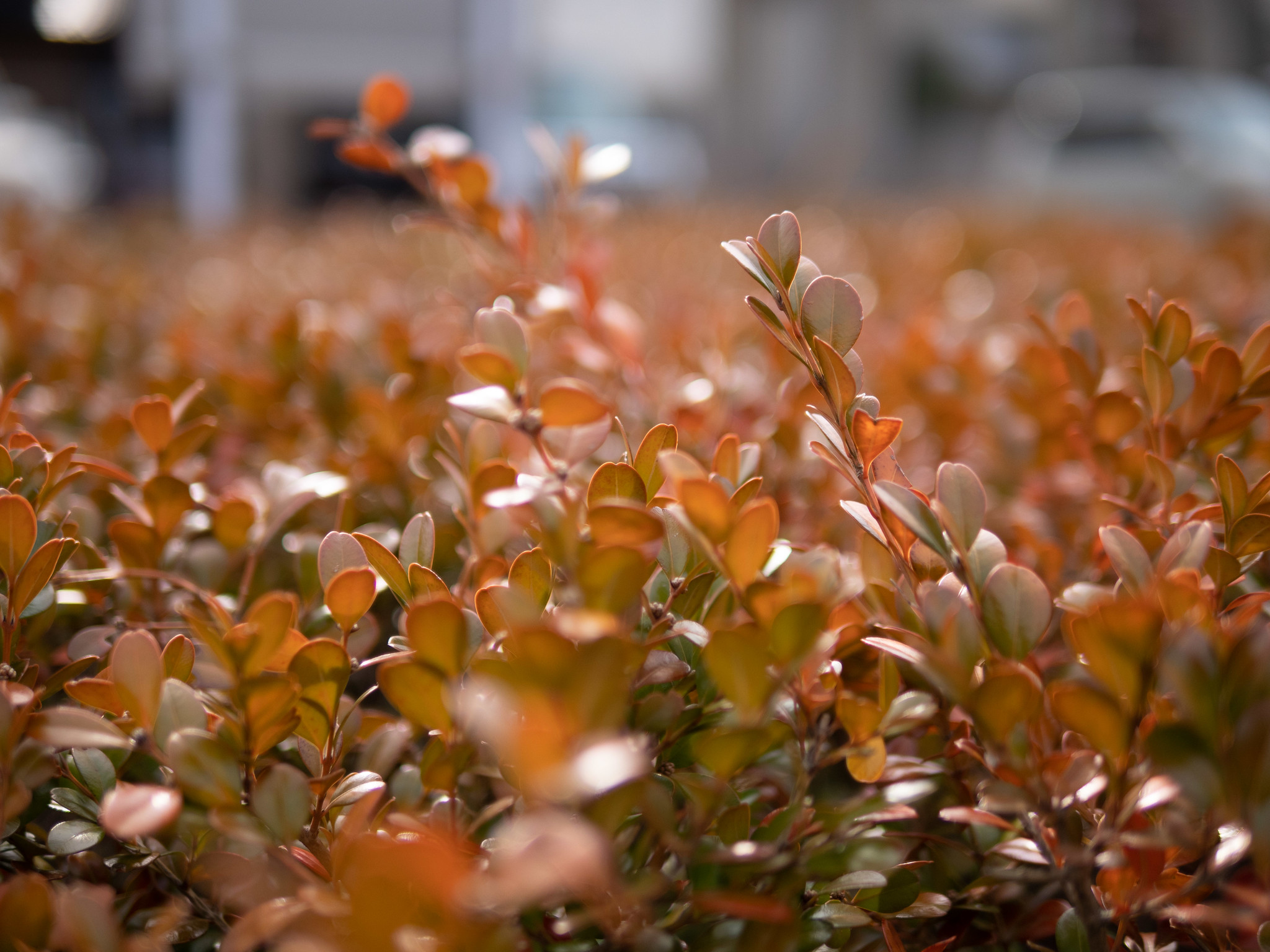 LEICA DG SUMMILUX 25mm/F1.4 ASPH.