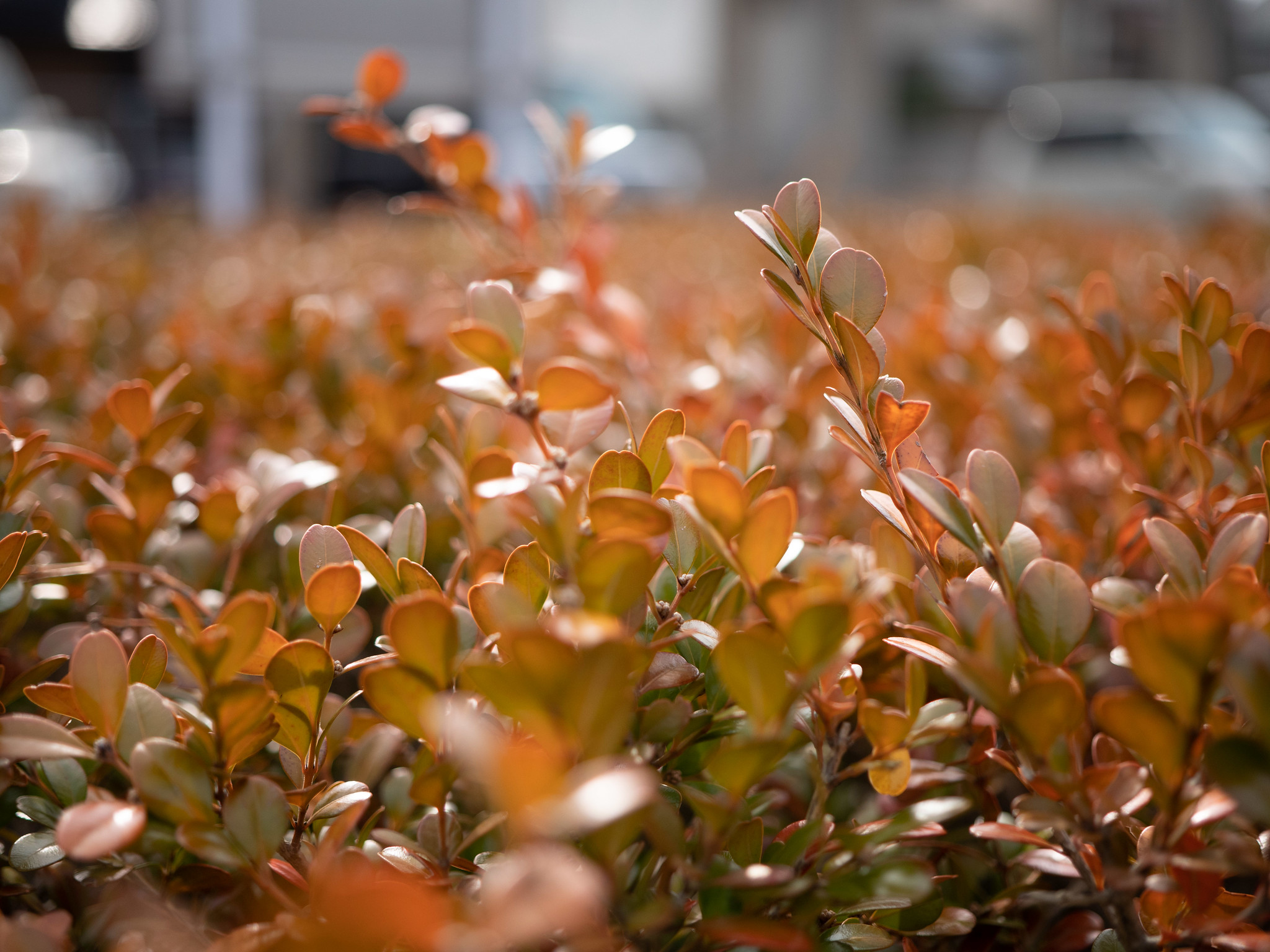 LEICA DG VARIO-SUMMILUX 10-25mm / F1.7 ASPH.