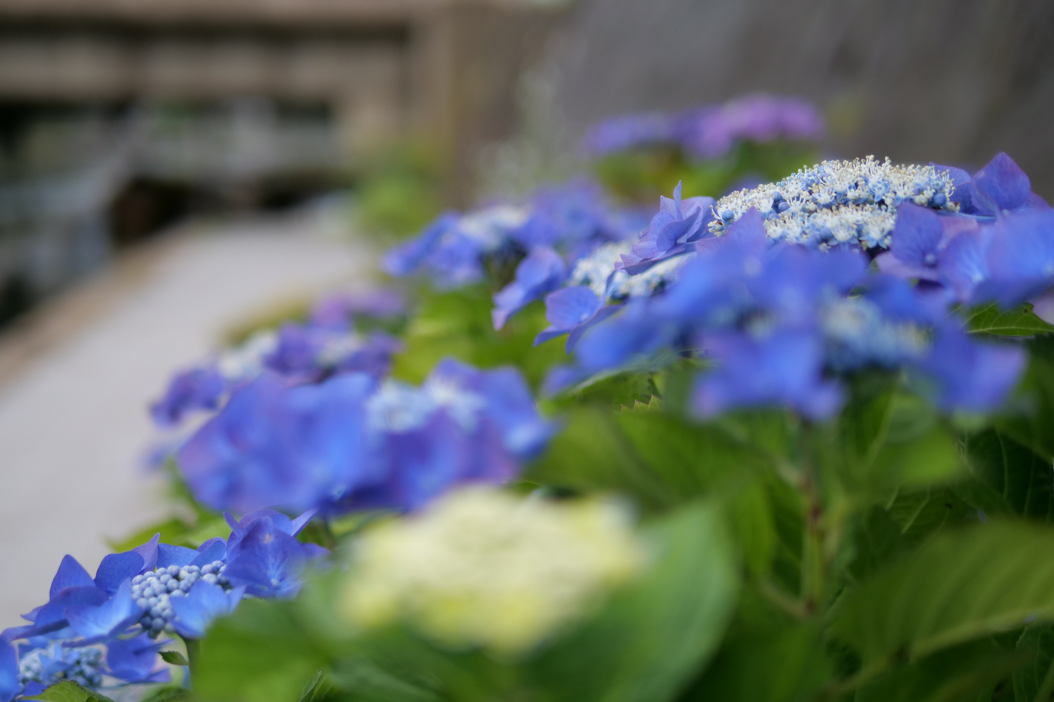 LEICA DG SUMMILUX 25mm/F1.4 ASPH.