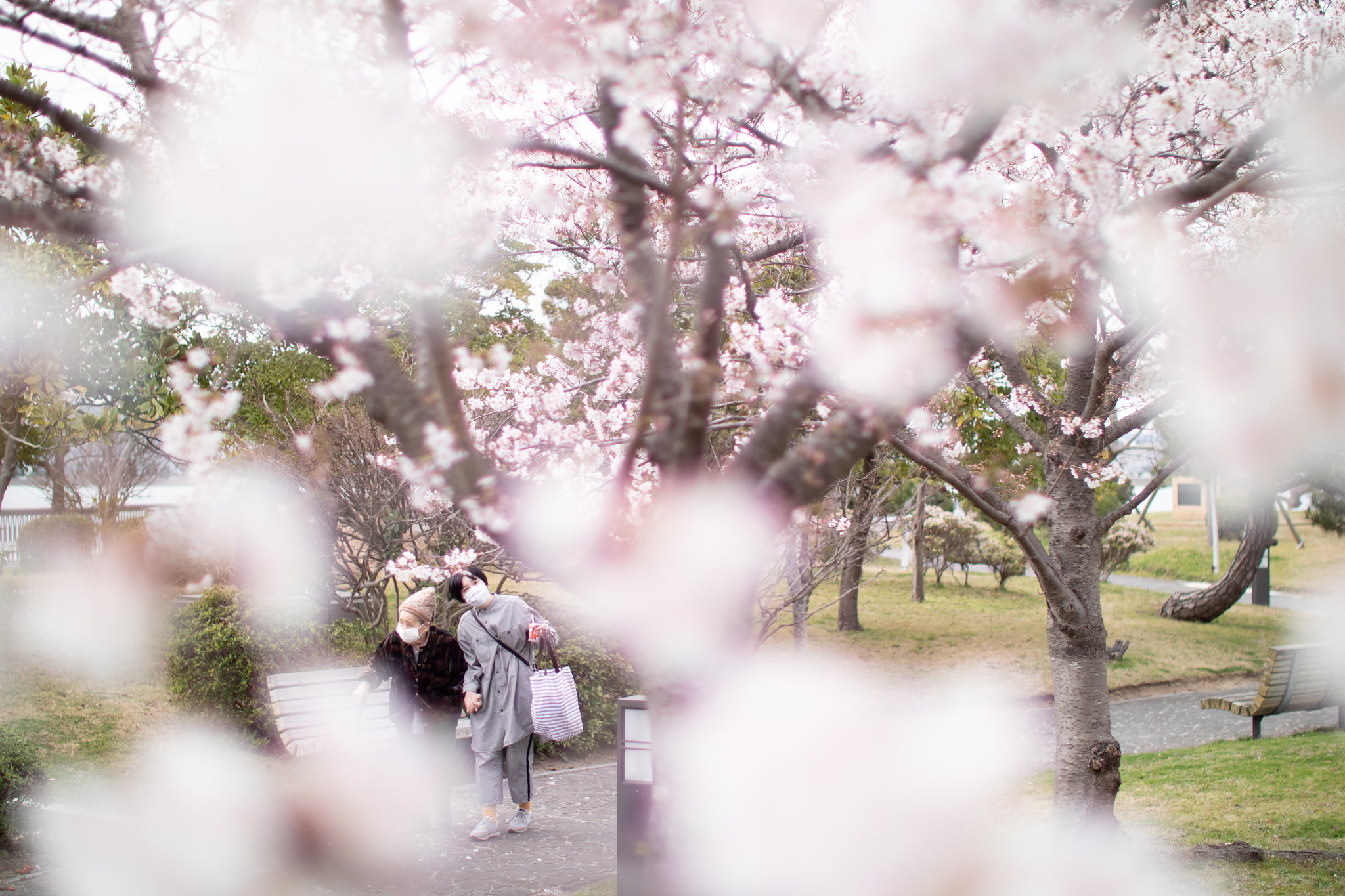 桜