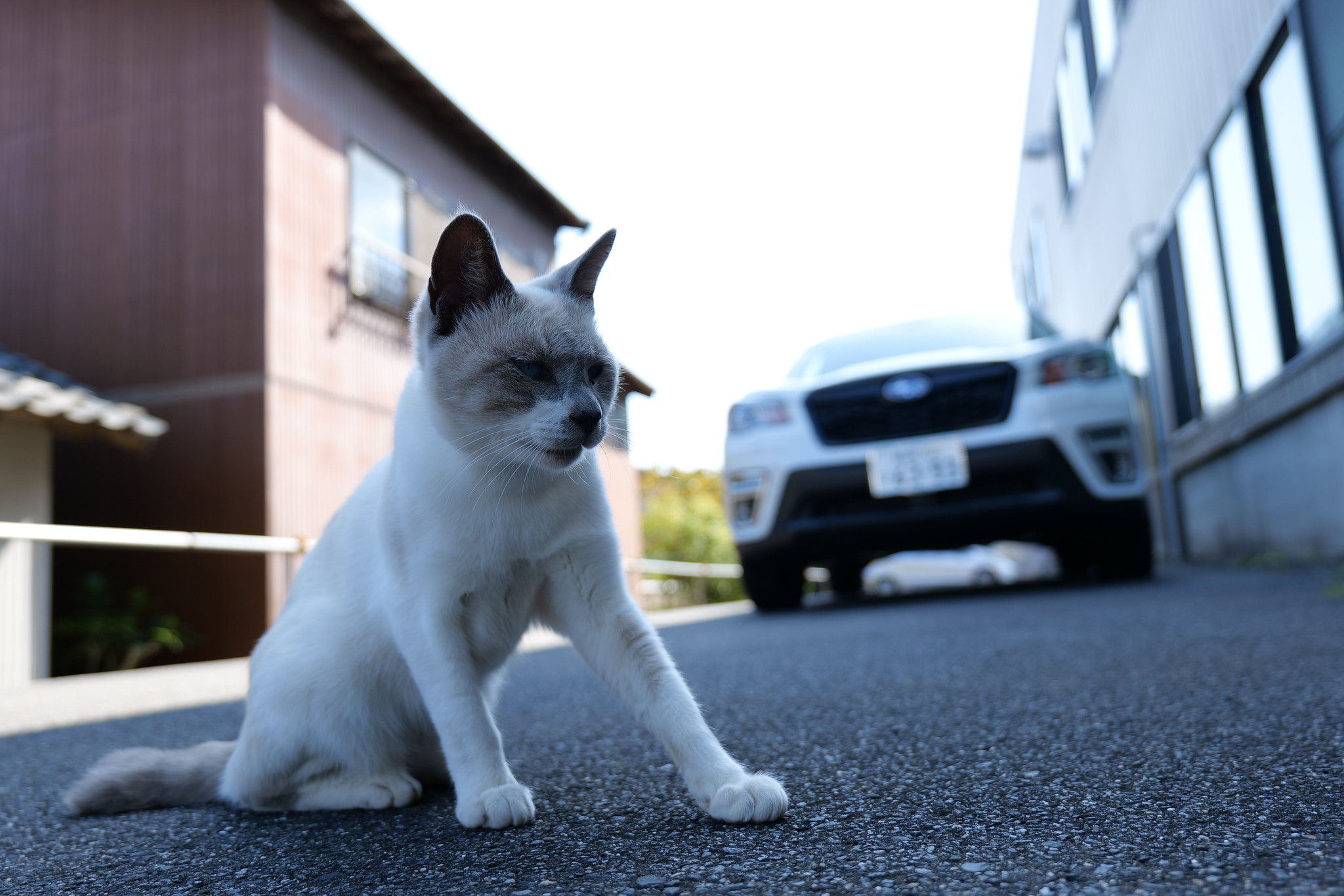 猫