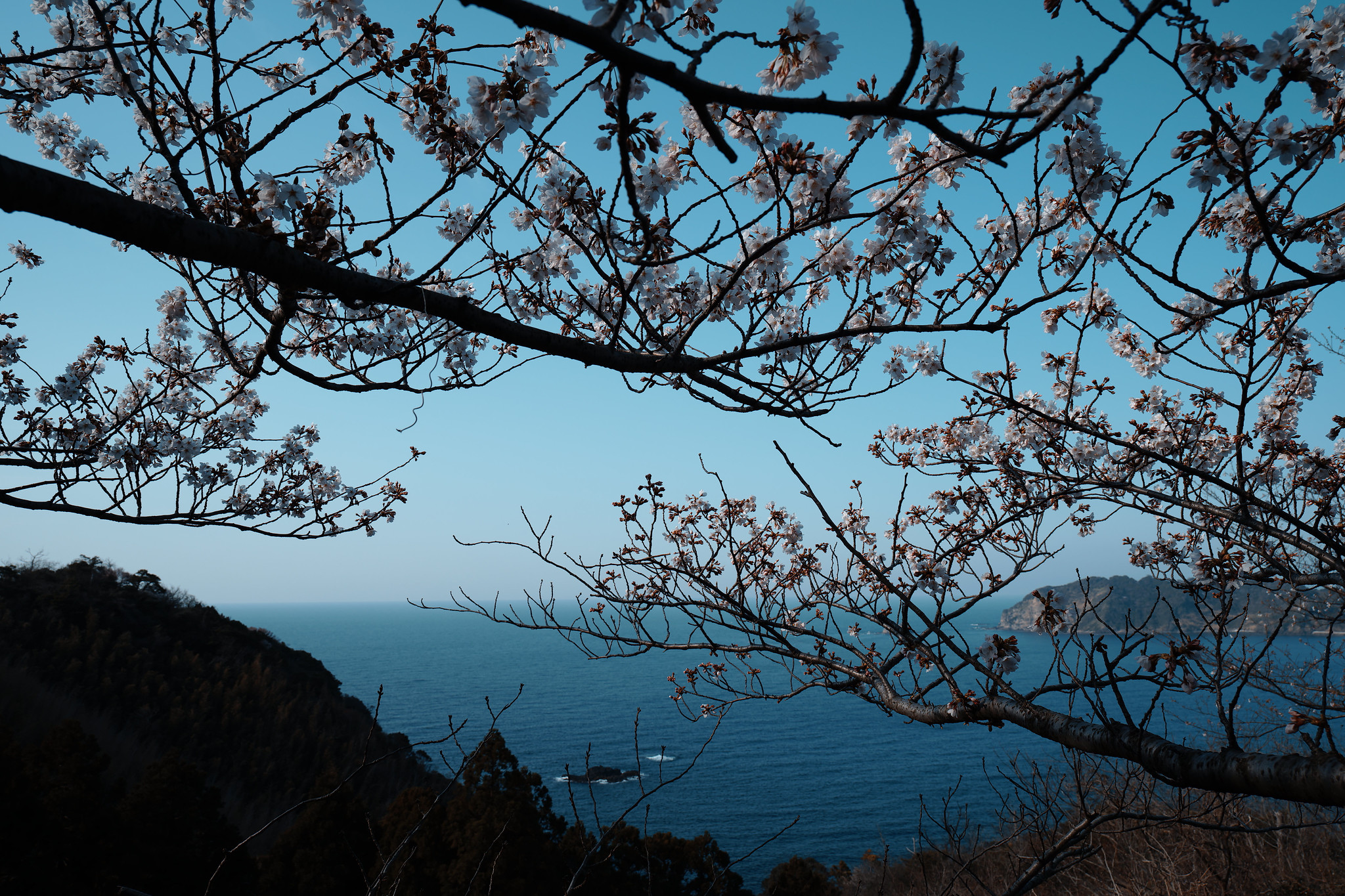 桜