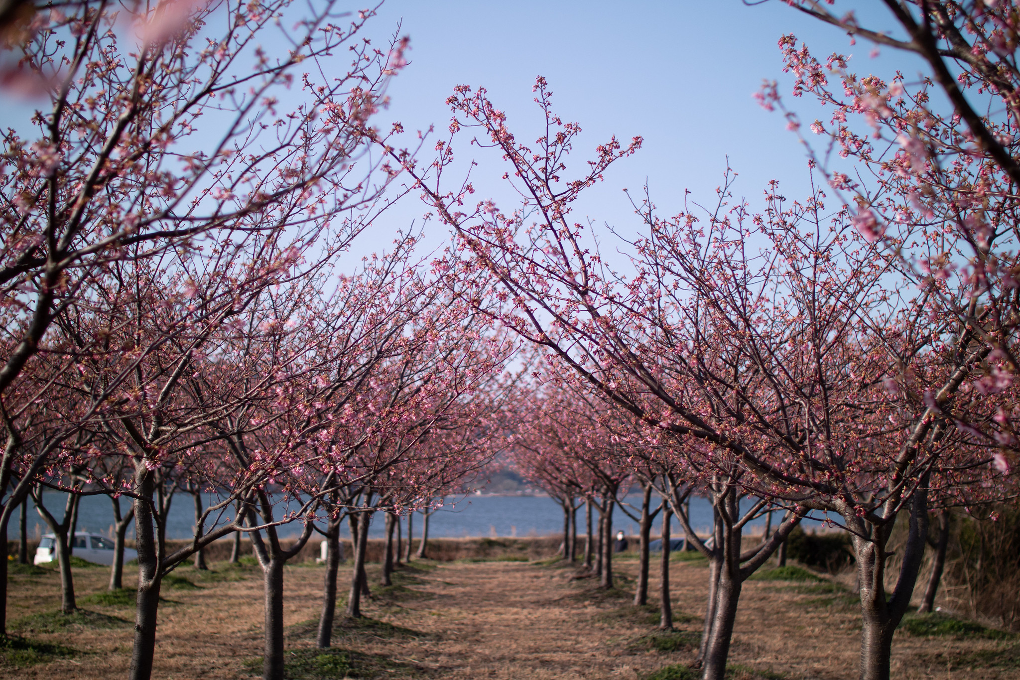 河津桜