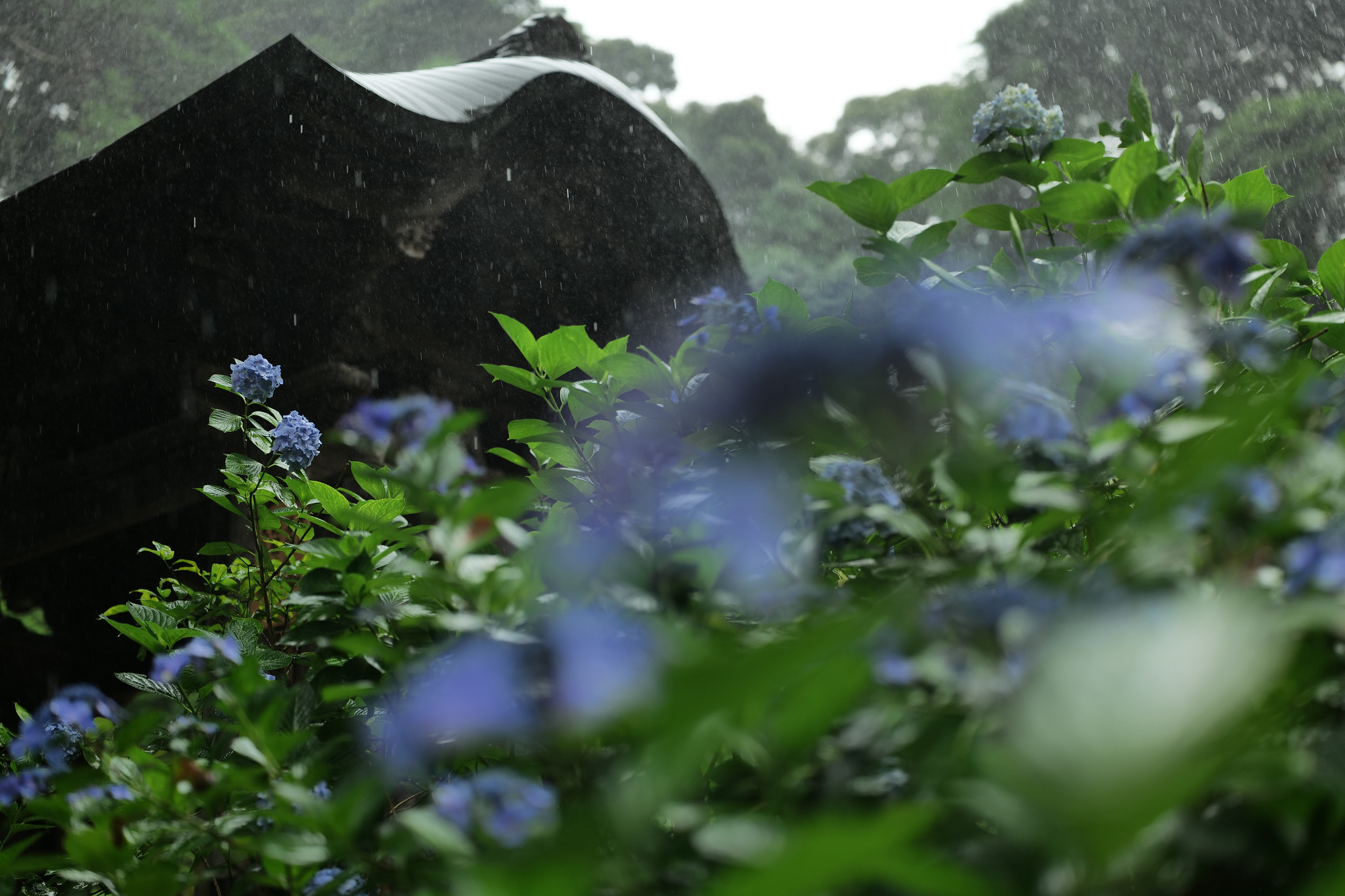 紫陽花