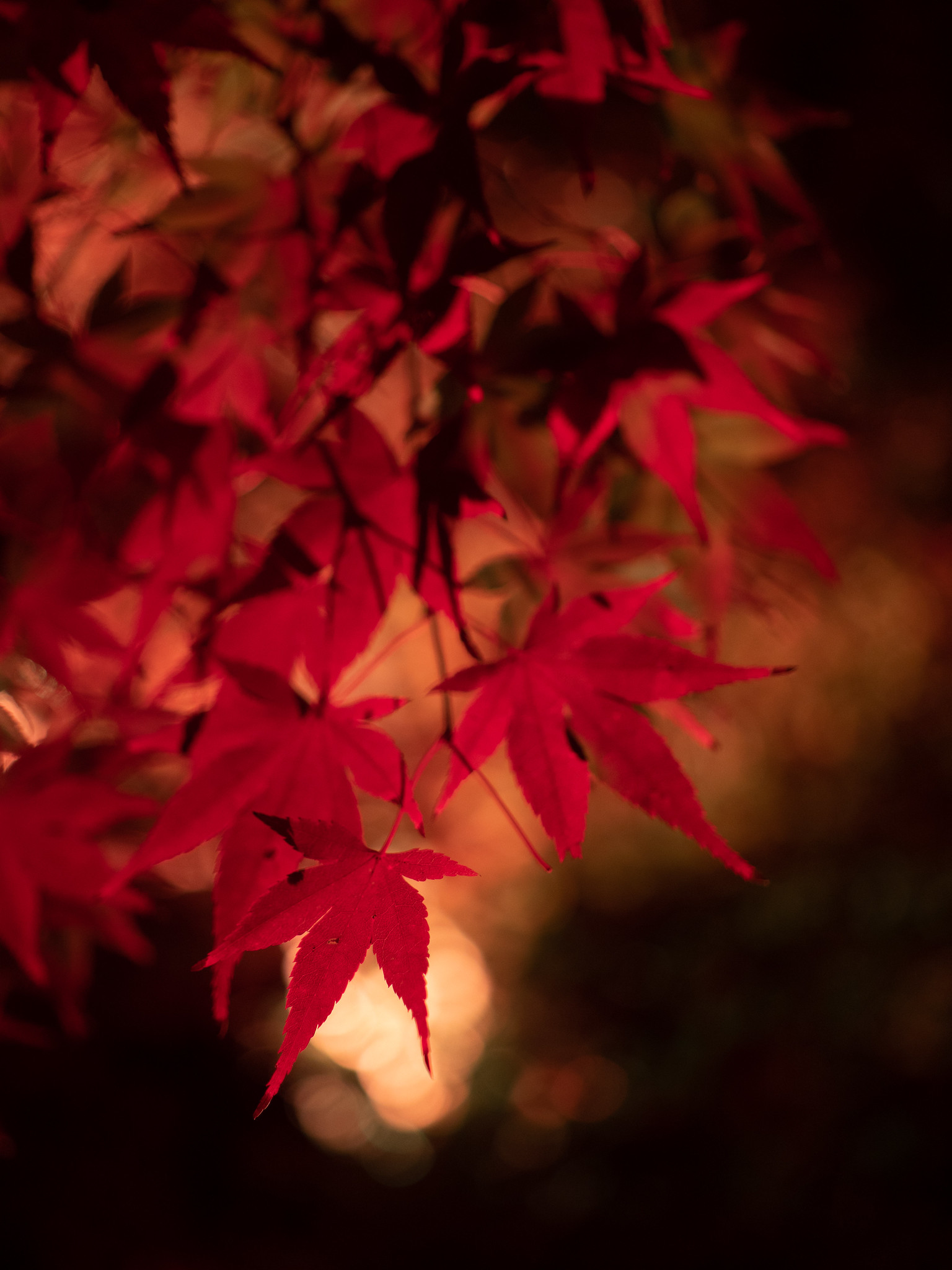 紅葉