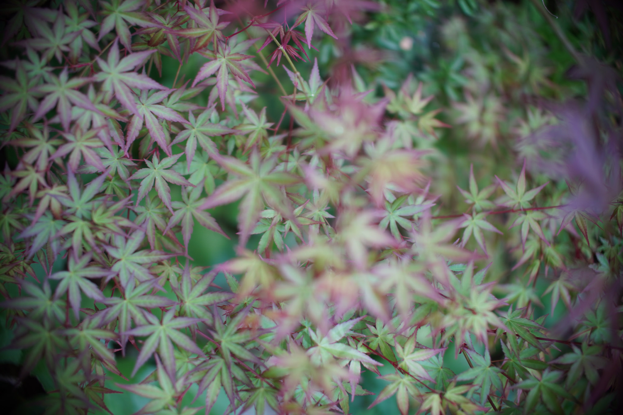 紅葉