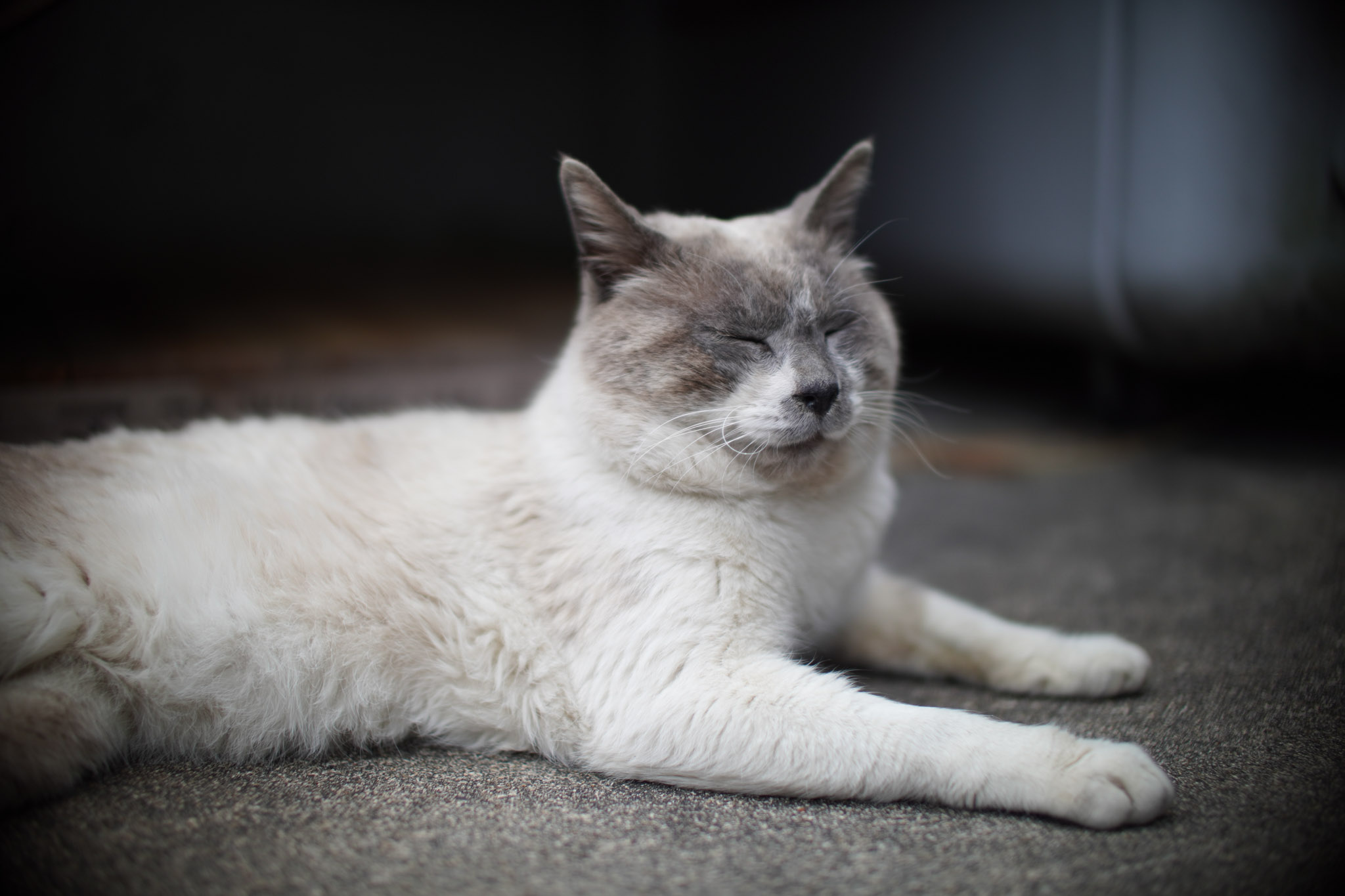 猫