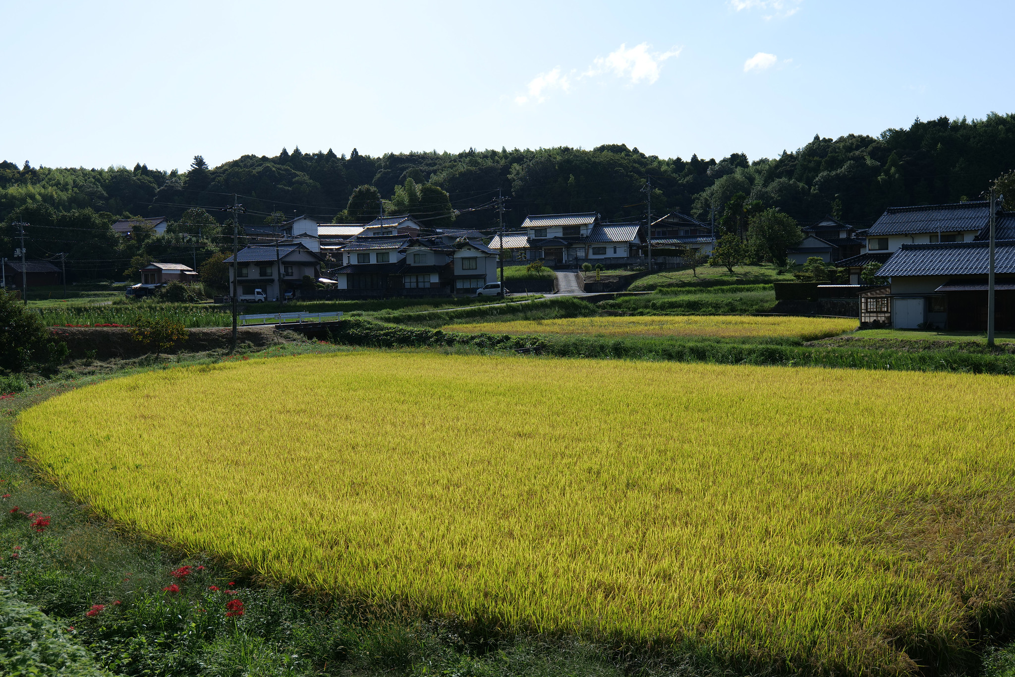 田んぼ