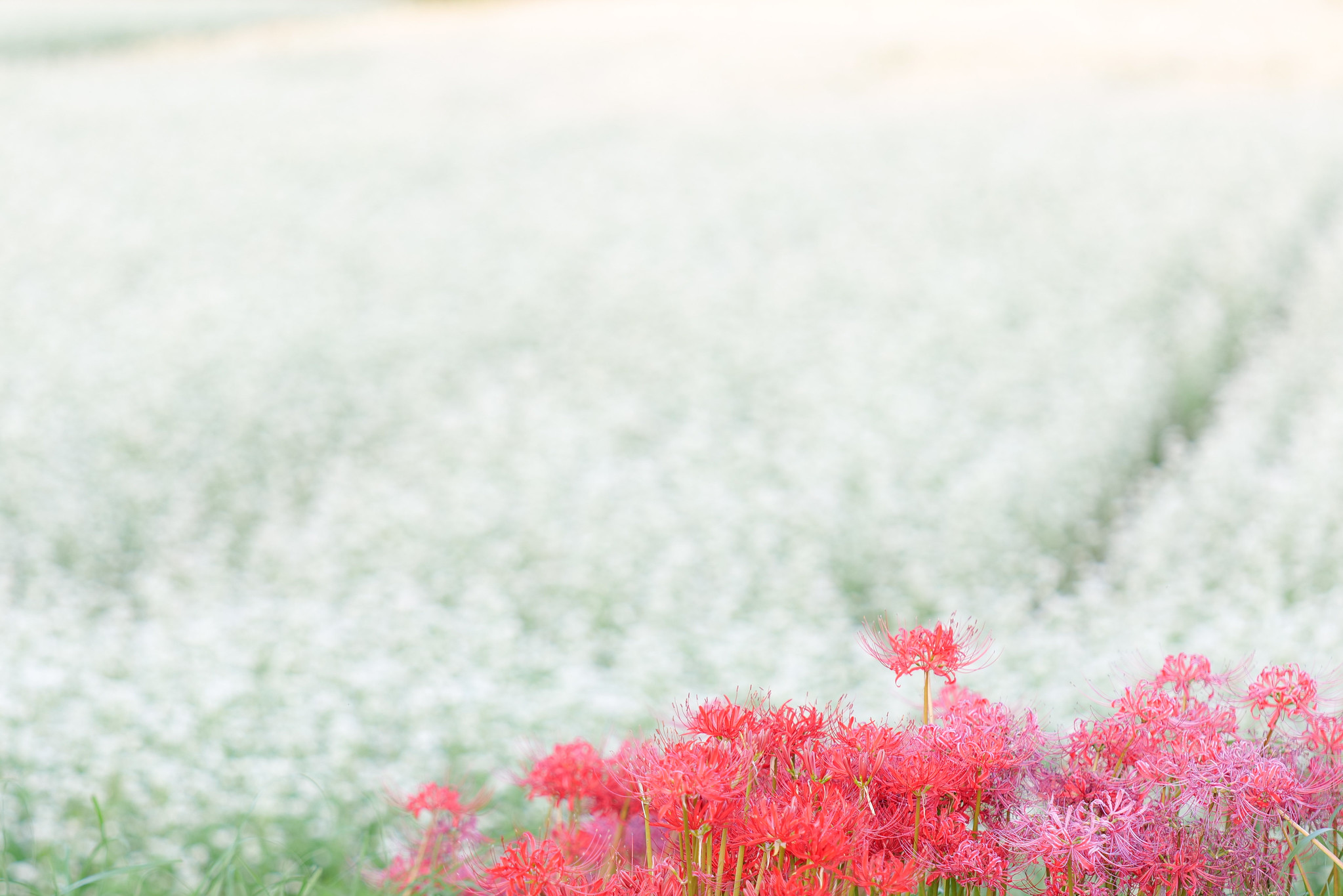 そばの花と彼岸花