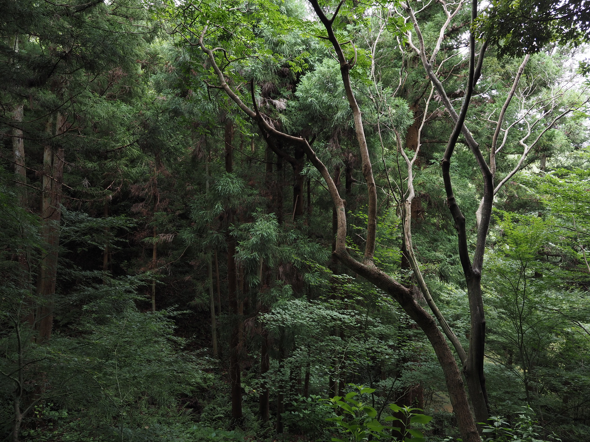 ƒ/5.6 12.0 mm 1/8 200