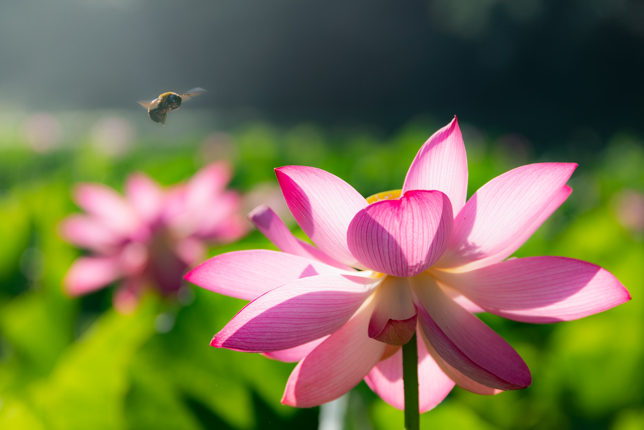 ハスと蜂