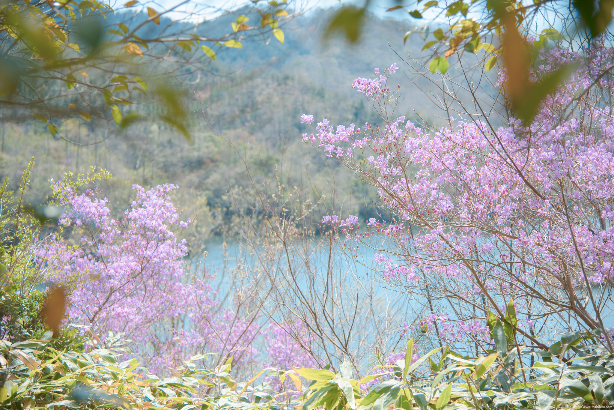 池