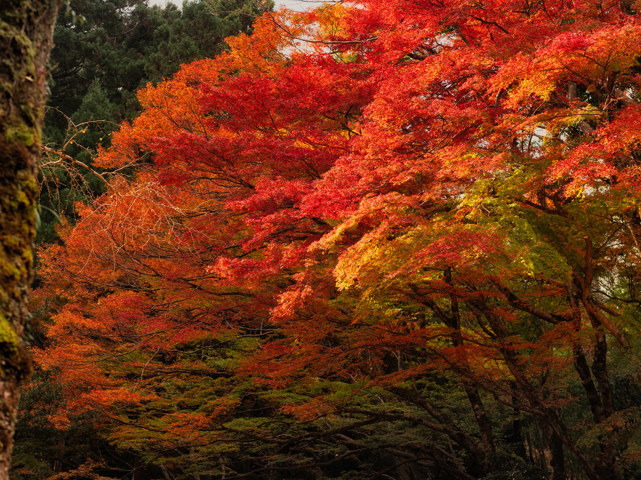 紅葉