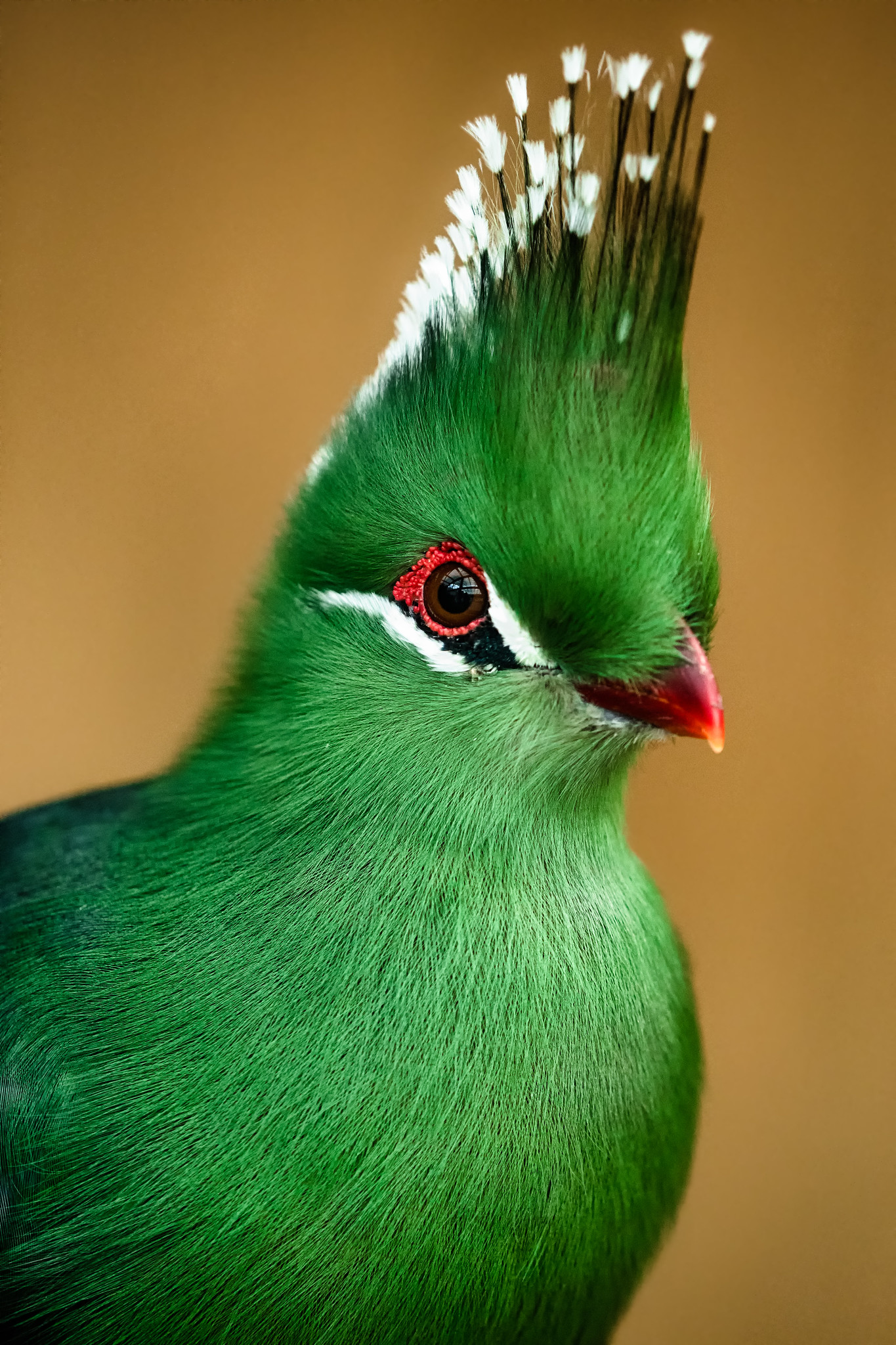 鳥