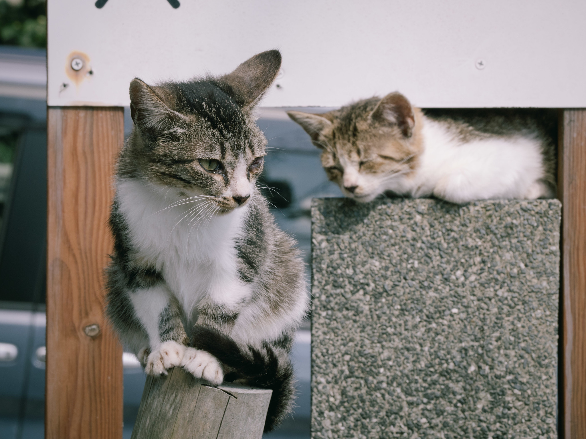 猫