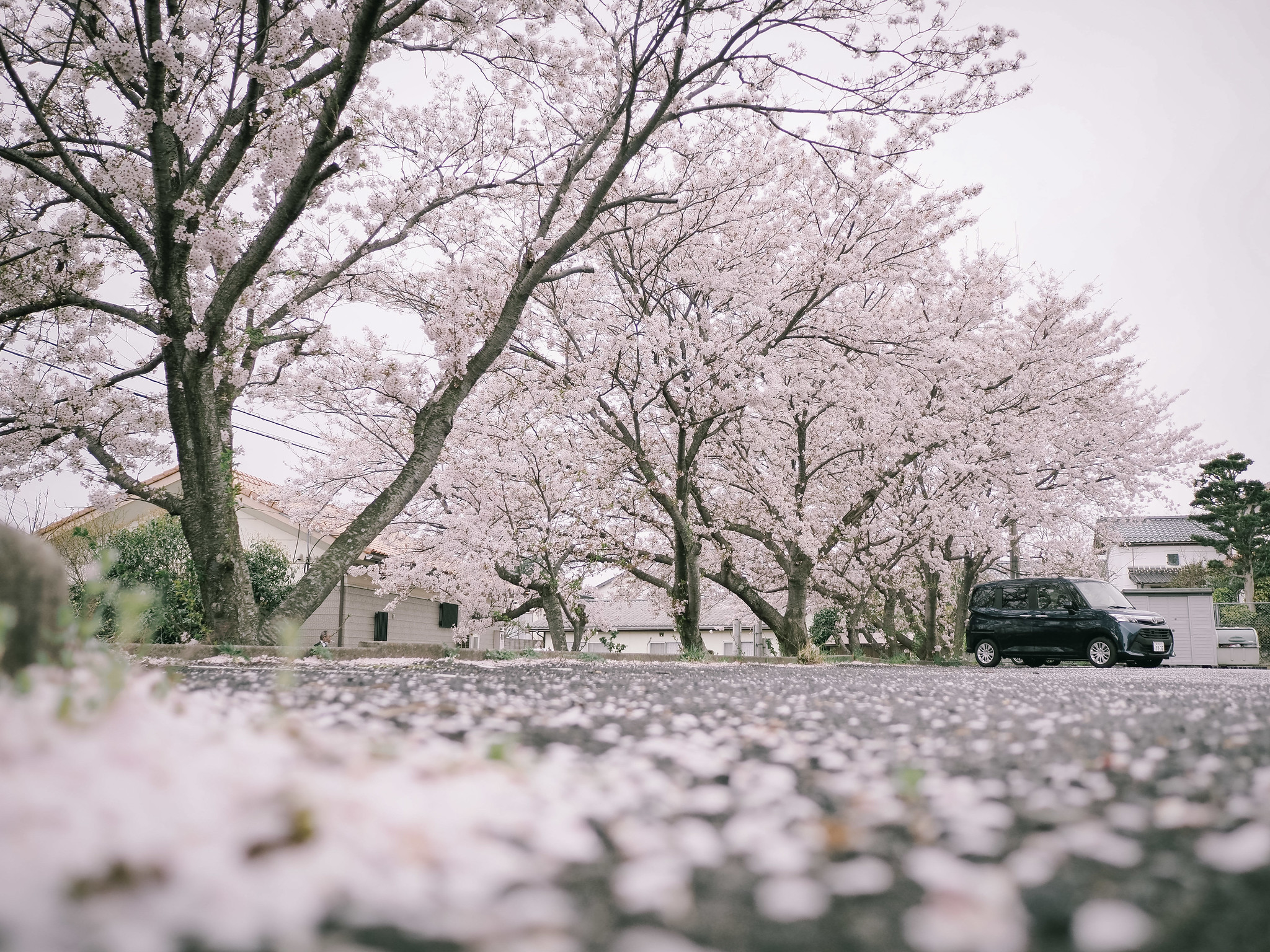 桜