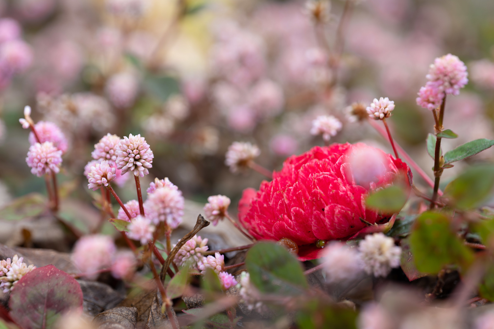 花