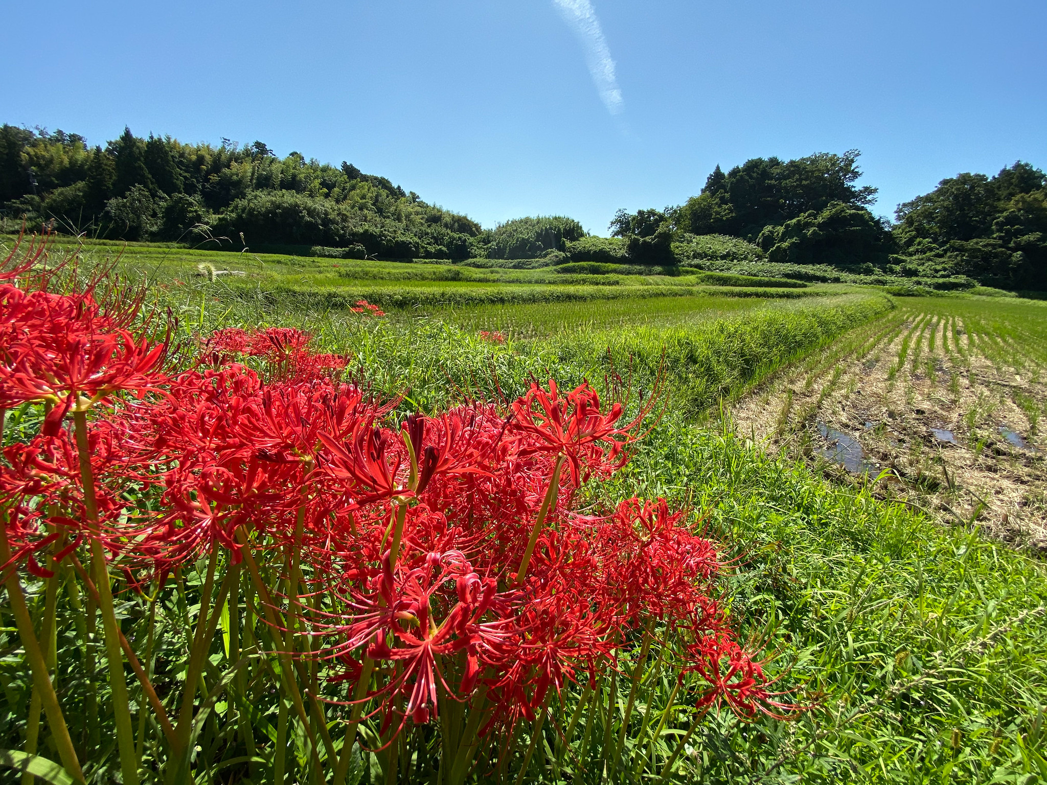 彼岸花と田んぼ