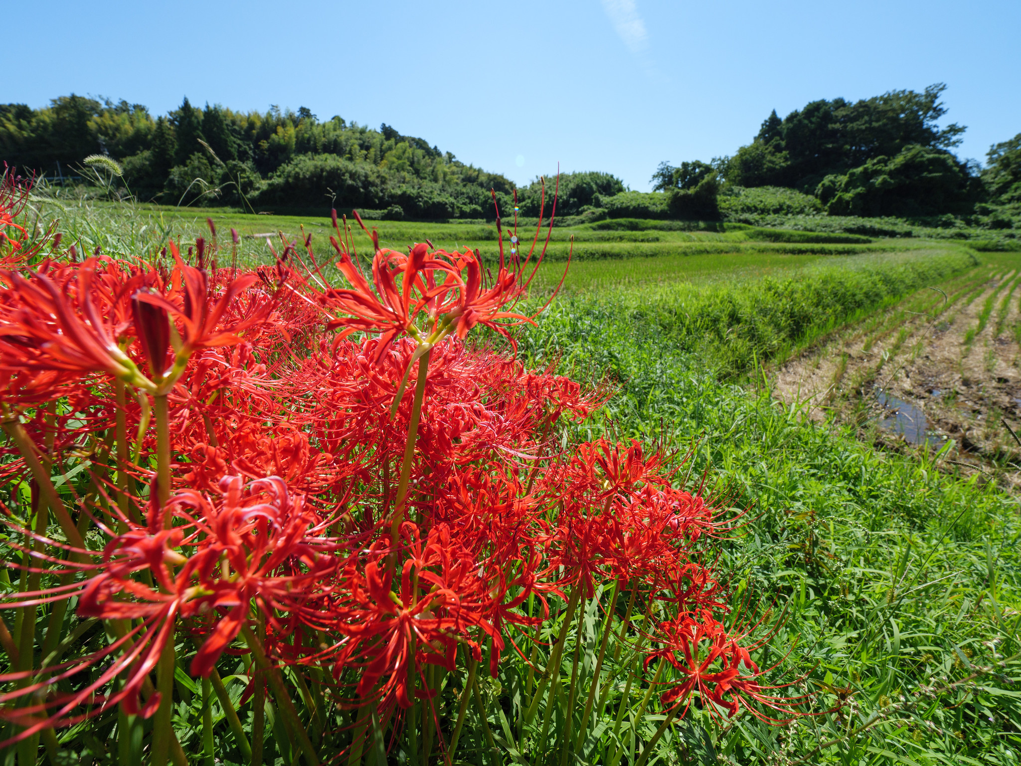 彼岸花と田んぼ