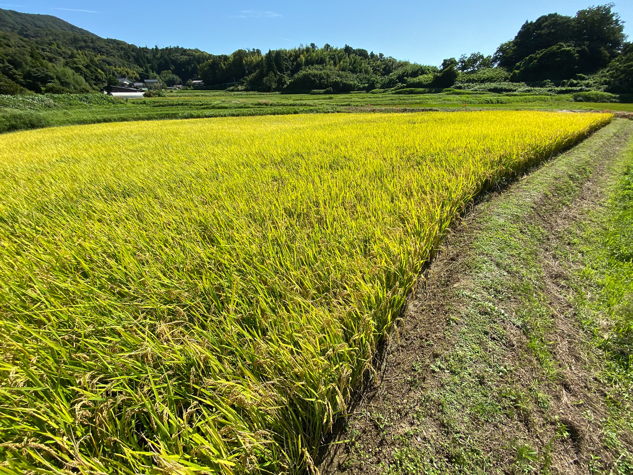 田んぼ