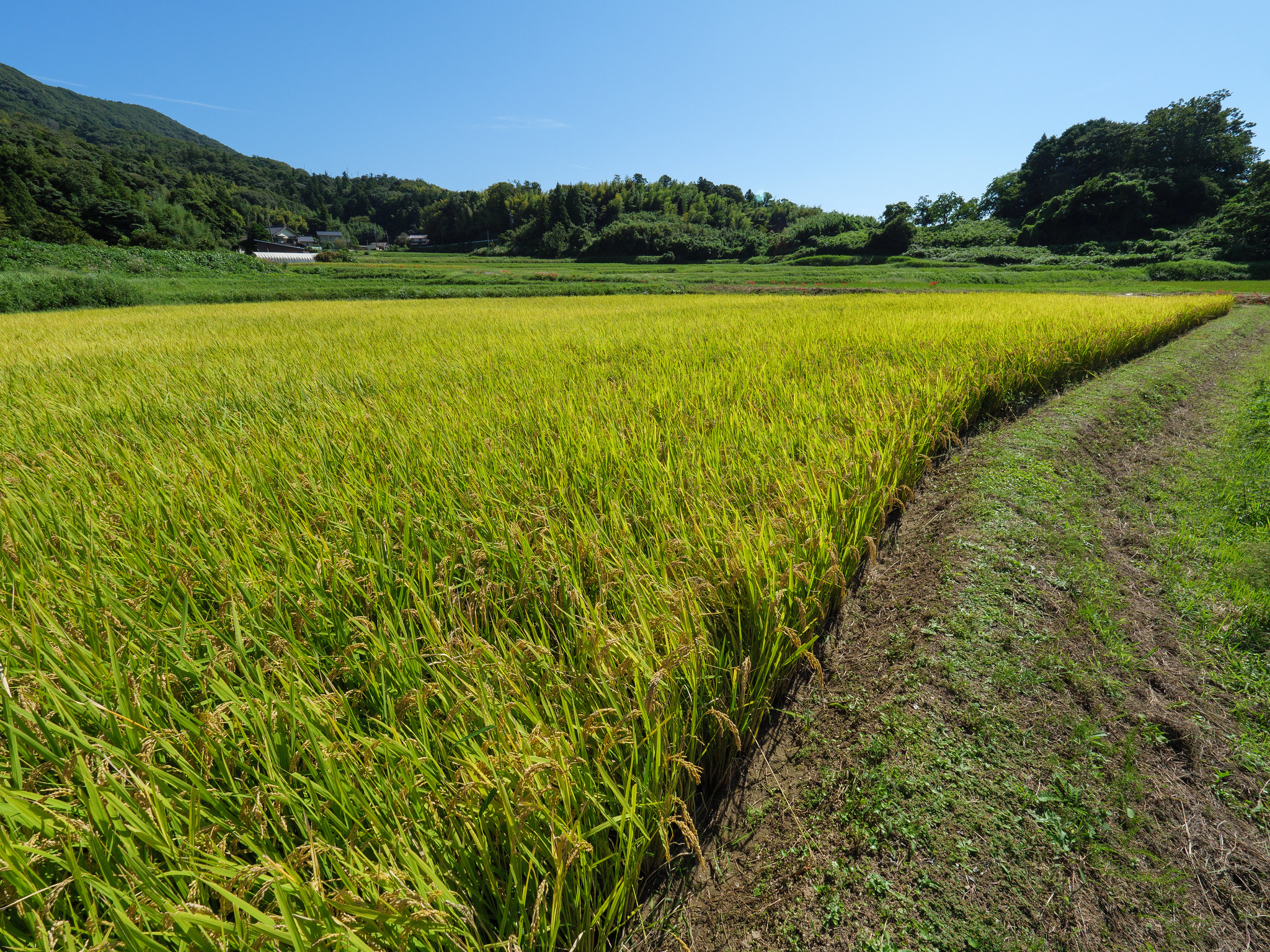 田んぼ