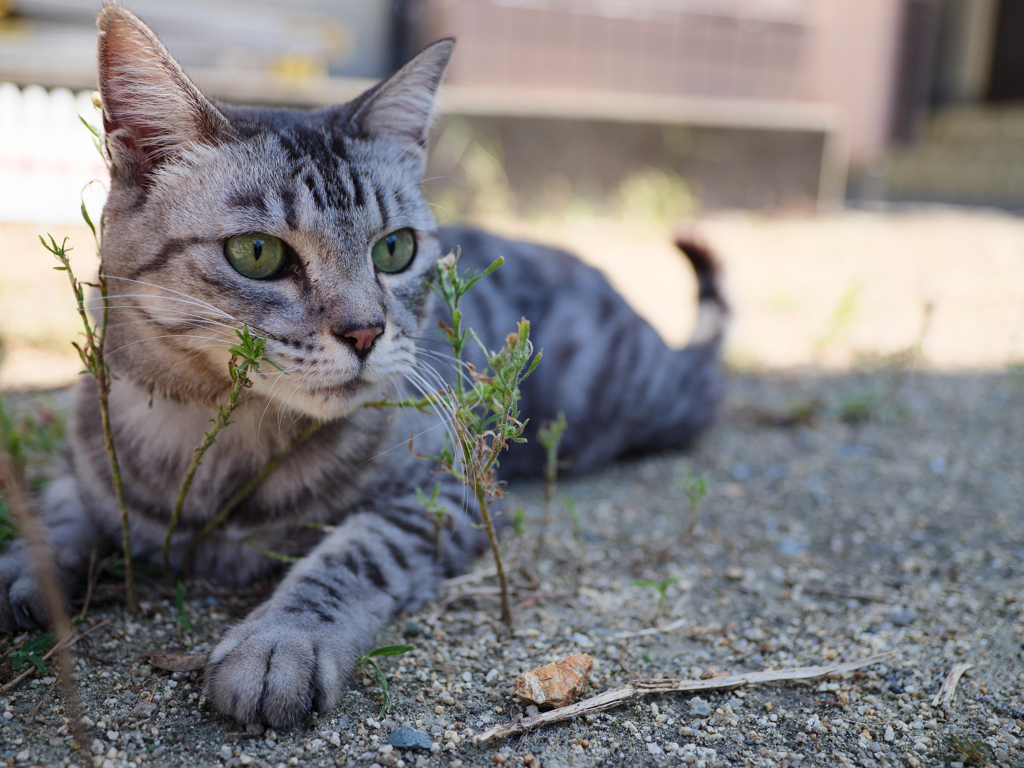 猫