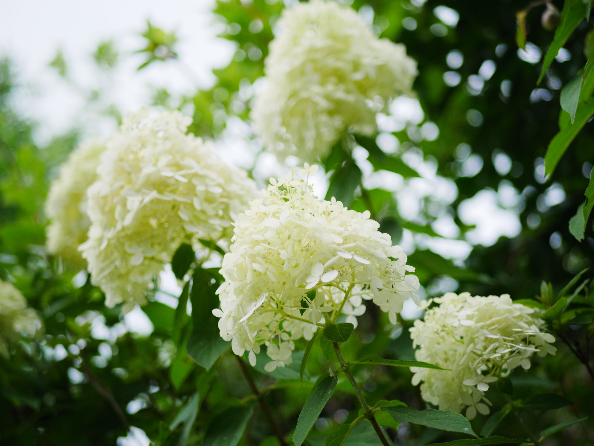 紫陽花