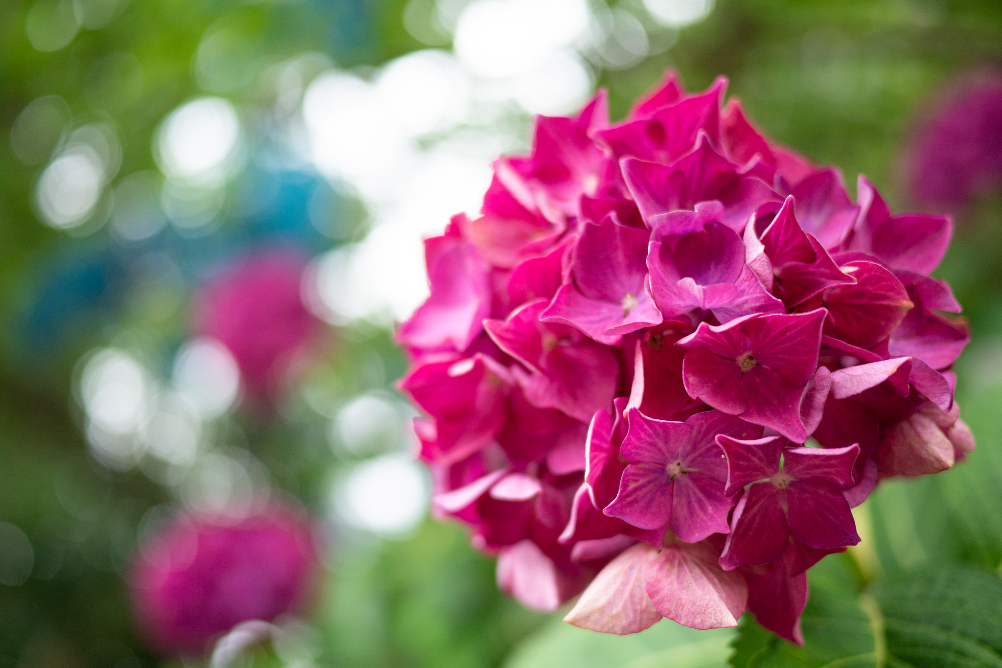 LUMIX GF1 ➕パンケーキレンズ　20mm f1.7 フェアリーピンク パンケーキが似合う薄型マイクロフォーサーズ――パナソニック